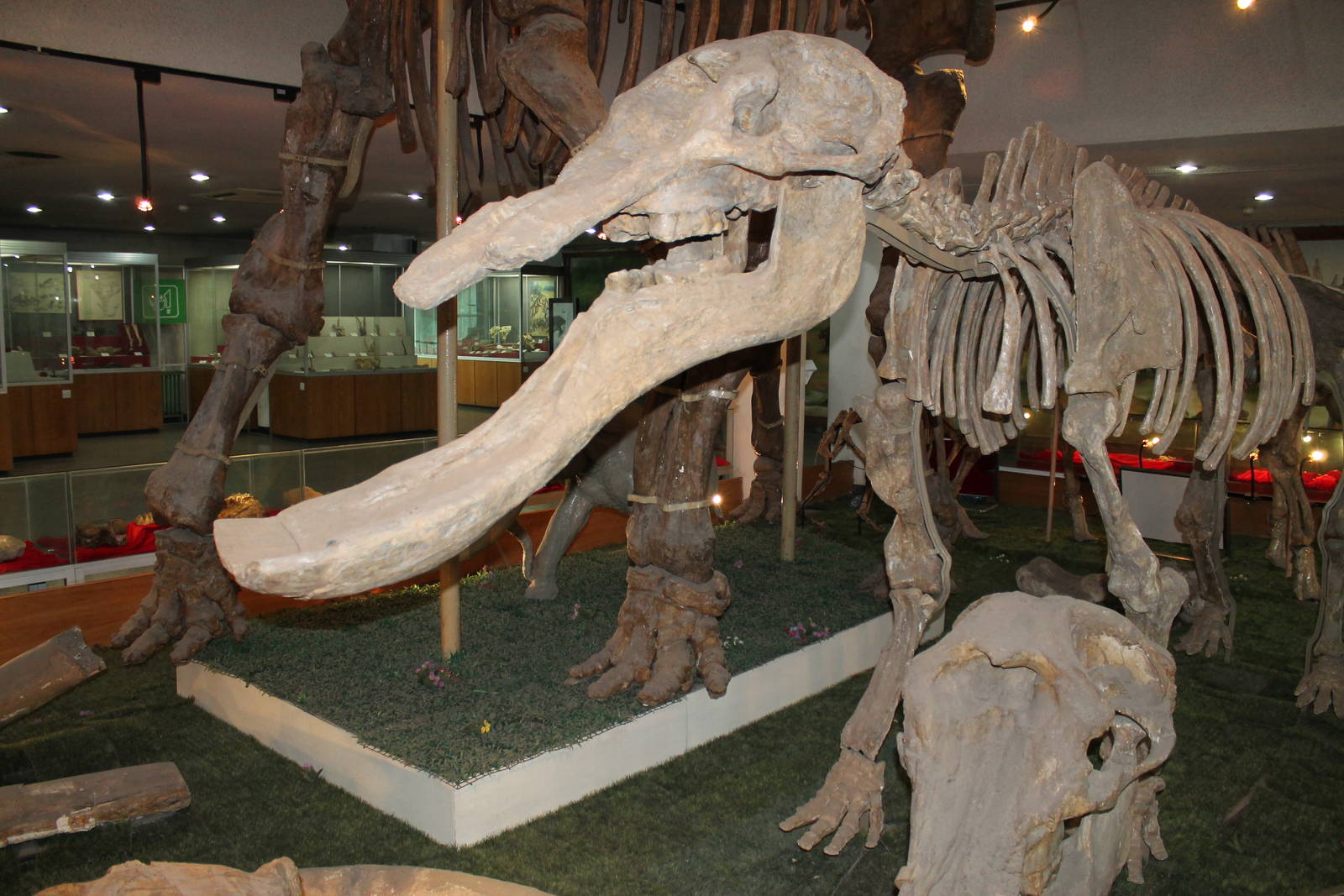 Platybelodon grangeri