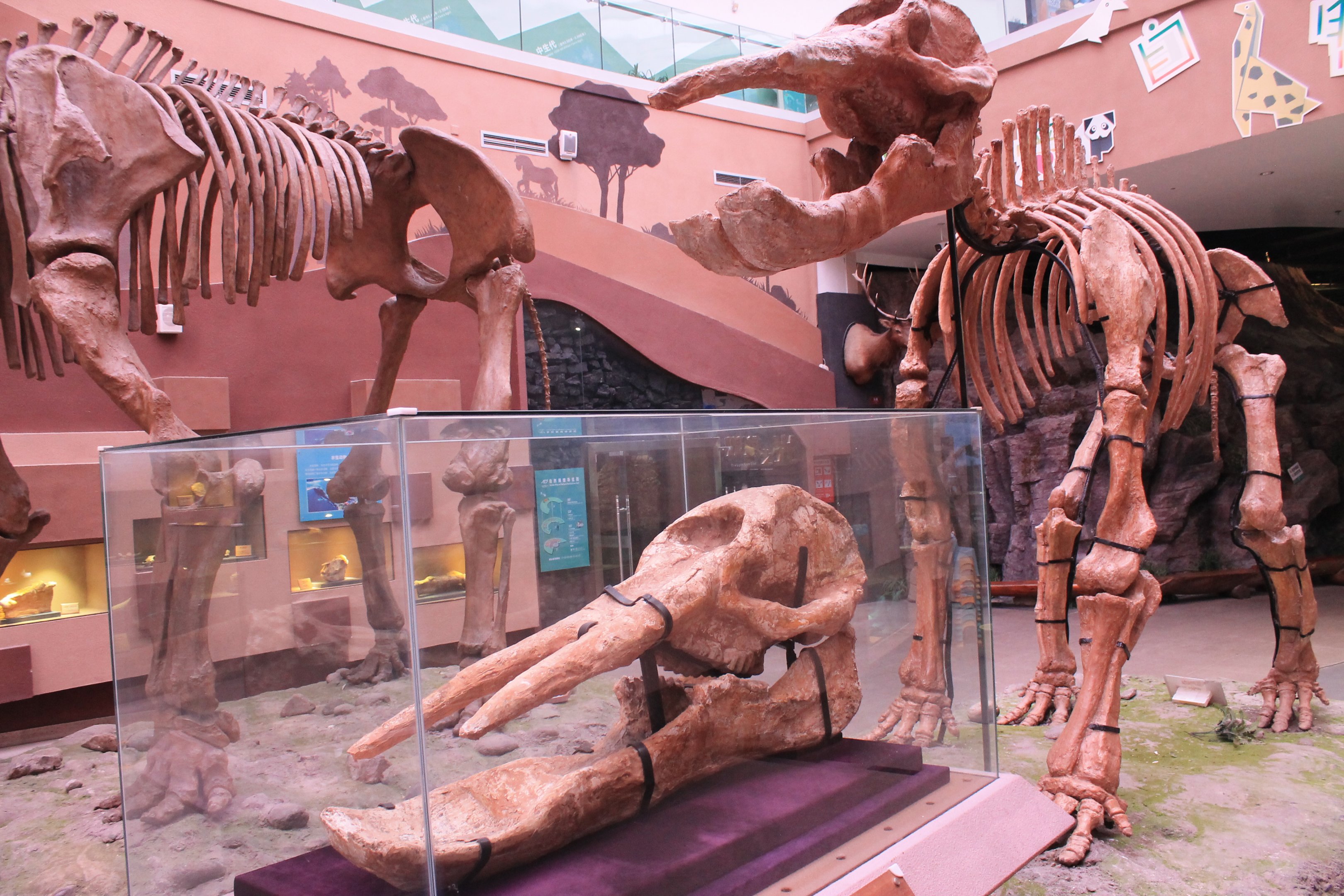 Platybelodon - Shaanxi Nature Museum