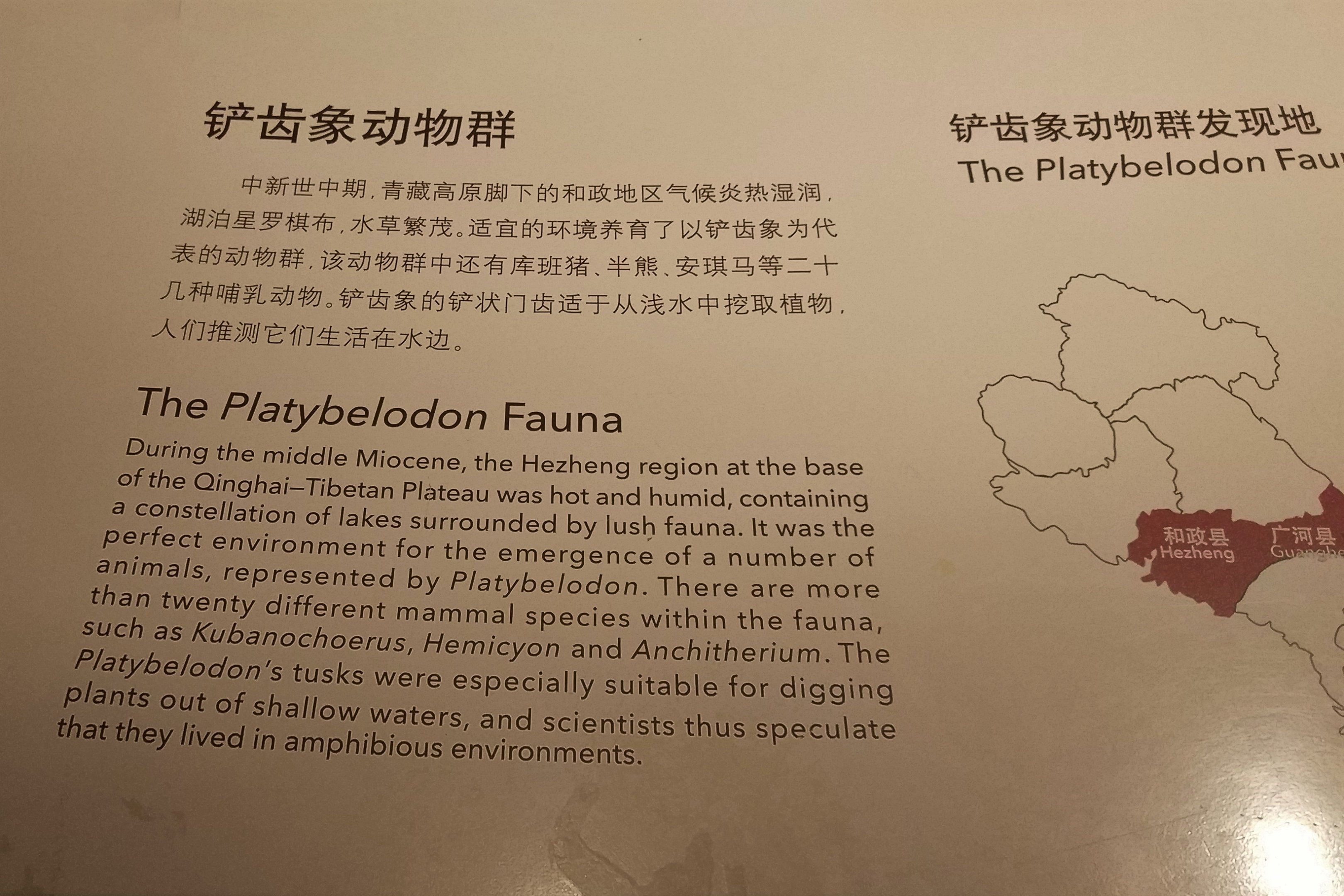Platybelodon Signage