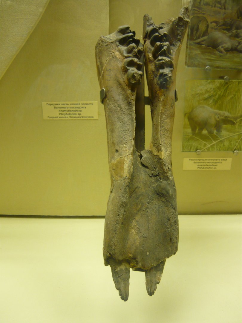 Platybelodon sp. mandible