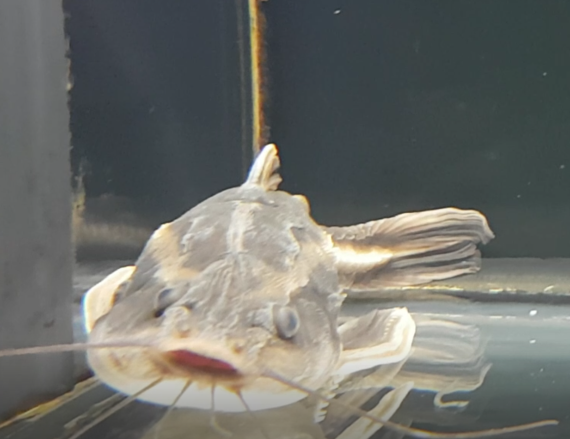 Platydoras armatulus