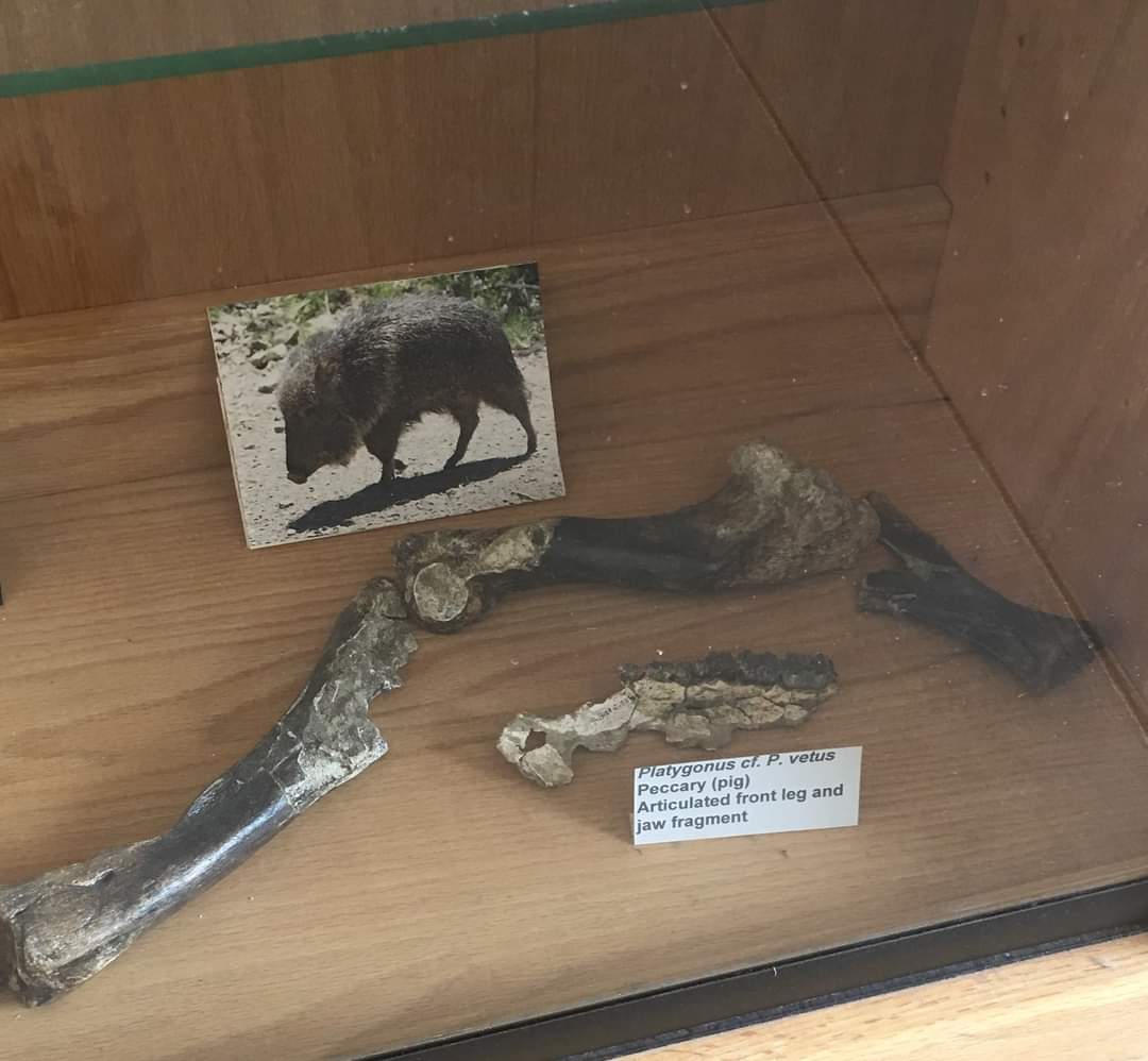 Platygonus cf. P vetus