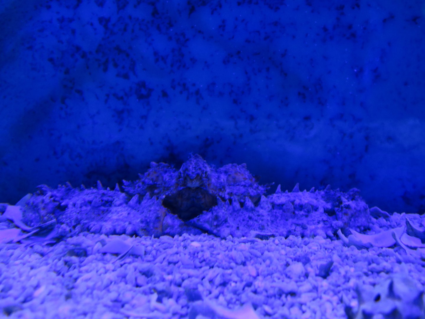 Platylambrus validus