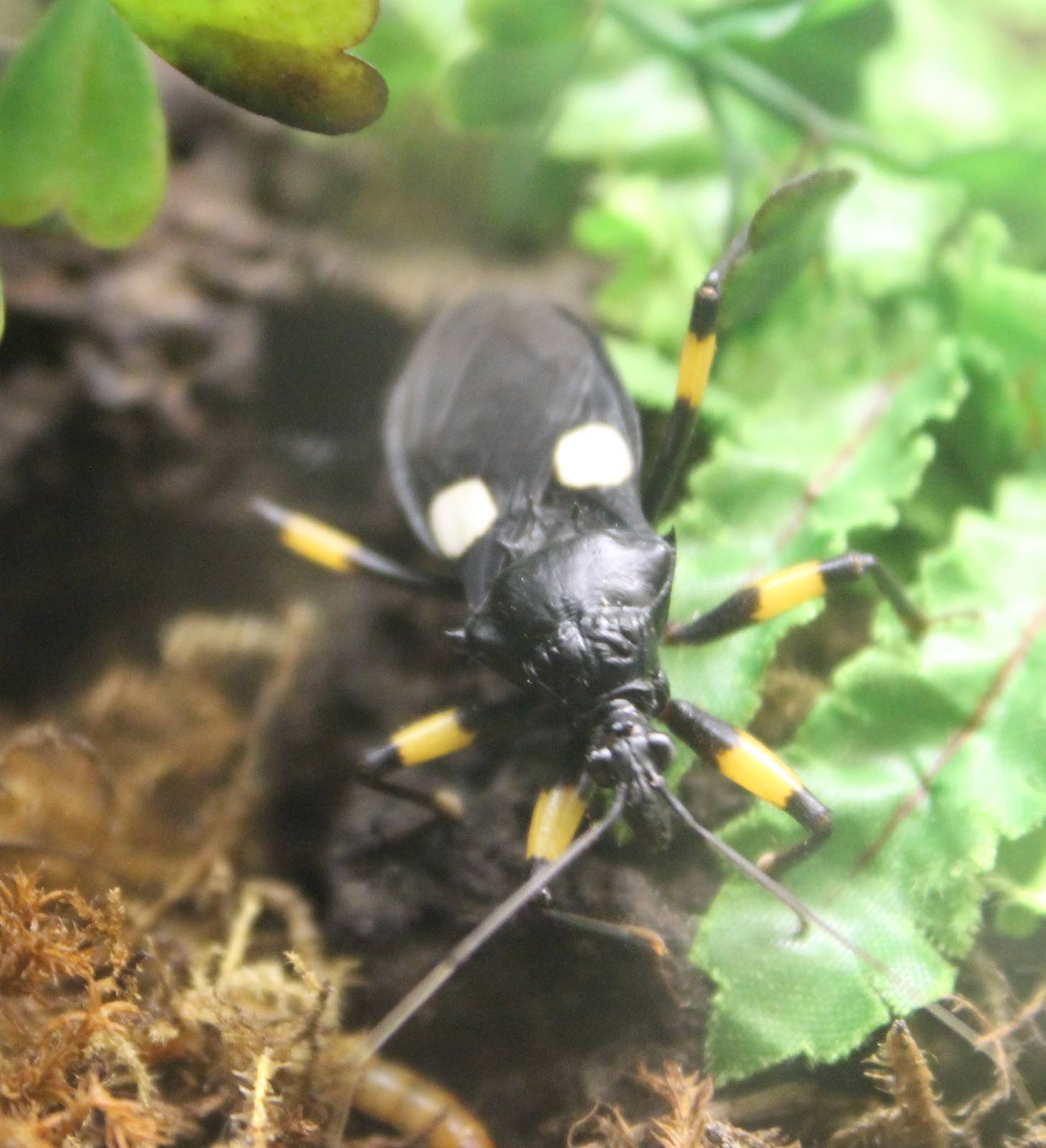 Platymeris biguttata