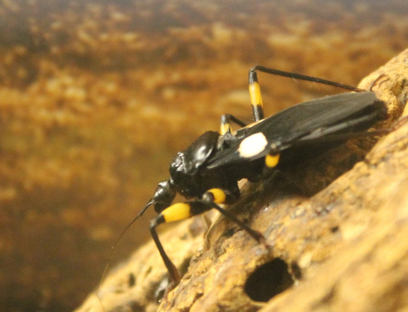 Platymeris biguttata