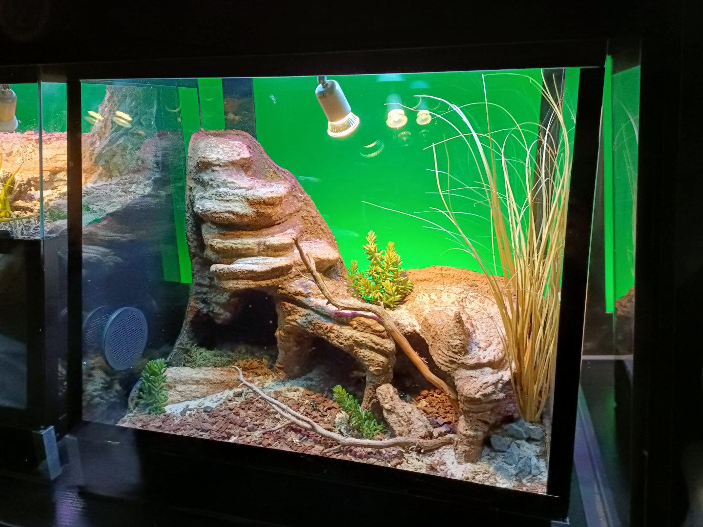 Platymeris biguttatus exhibit - Bioparc Acuario de Gijón