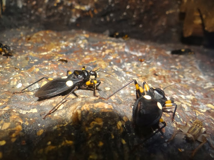 Platymeris biguttatus