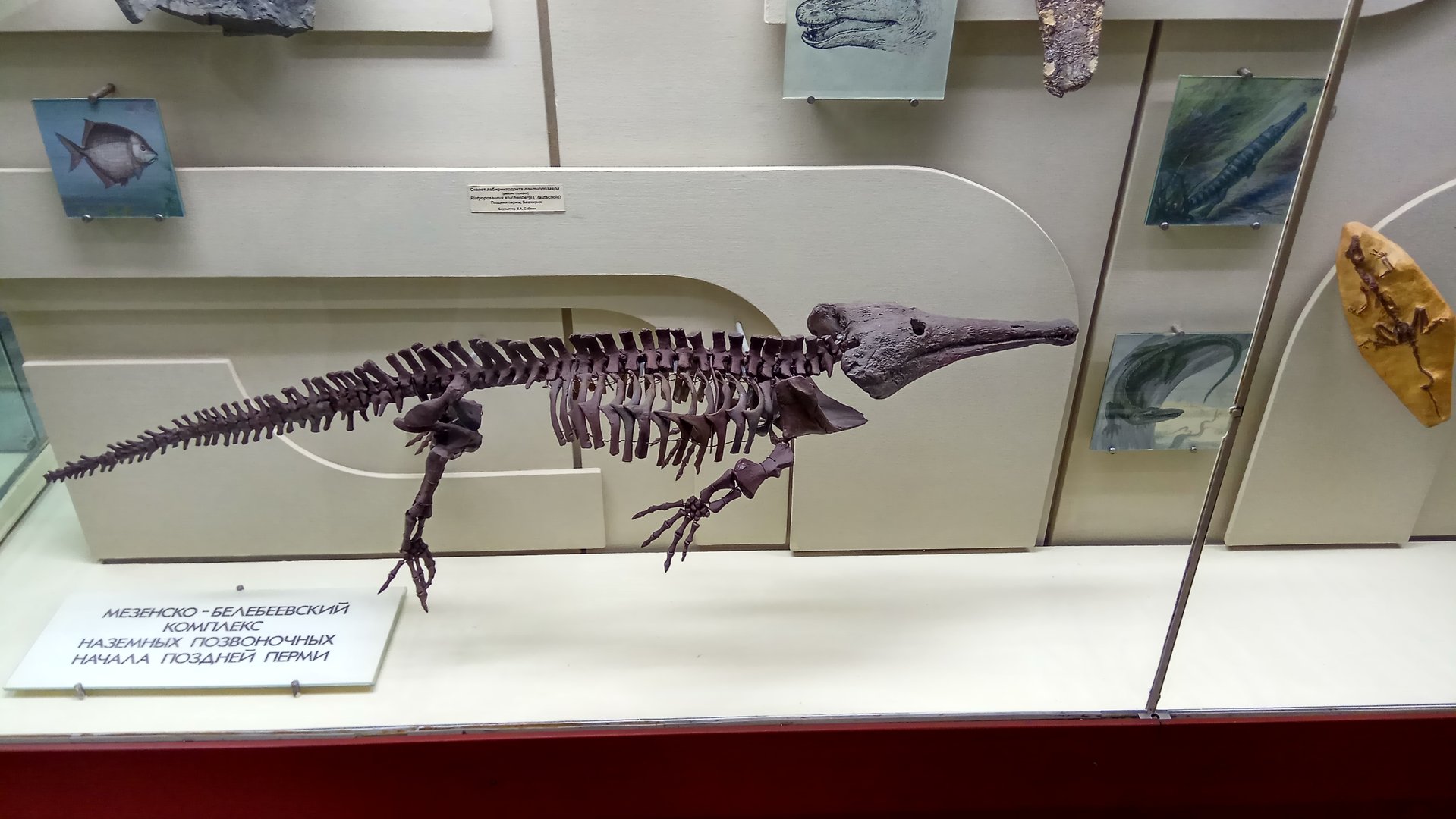 Platyoposaurus skeleton