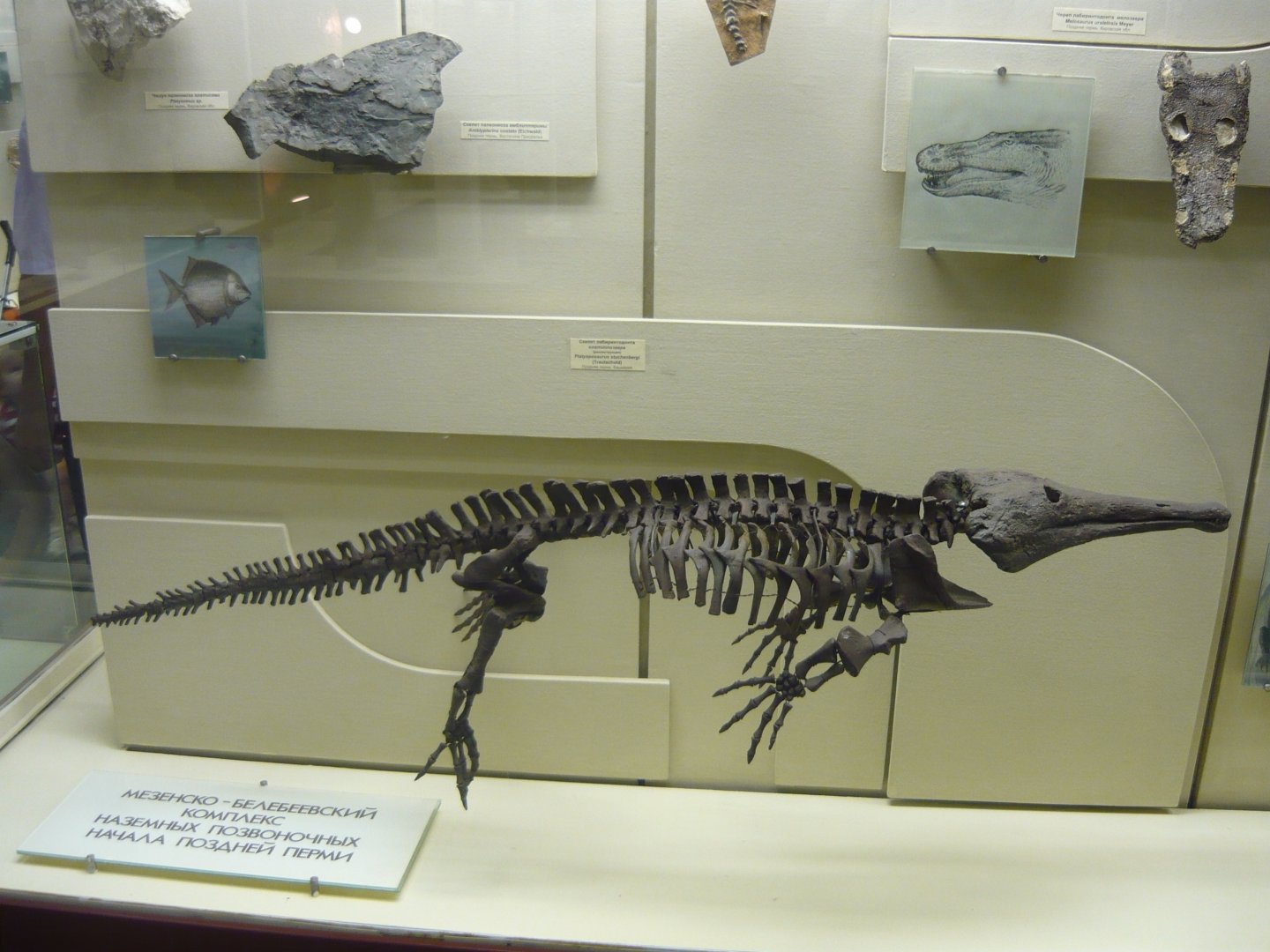 Platyoposaurus stuckenbergi skeleton (model)