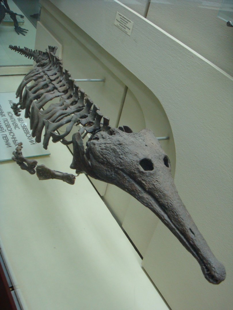 Platyoposaurus stuckenbergi skeleton (model)