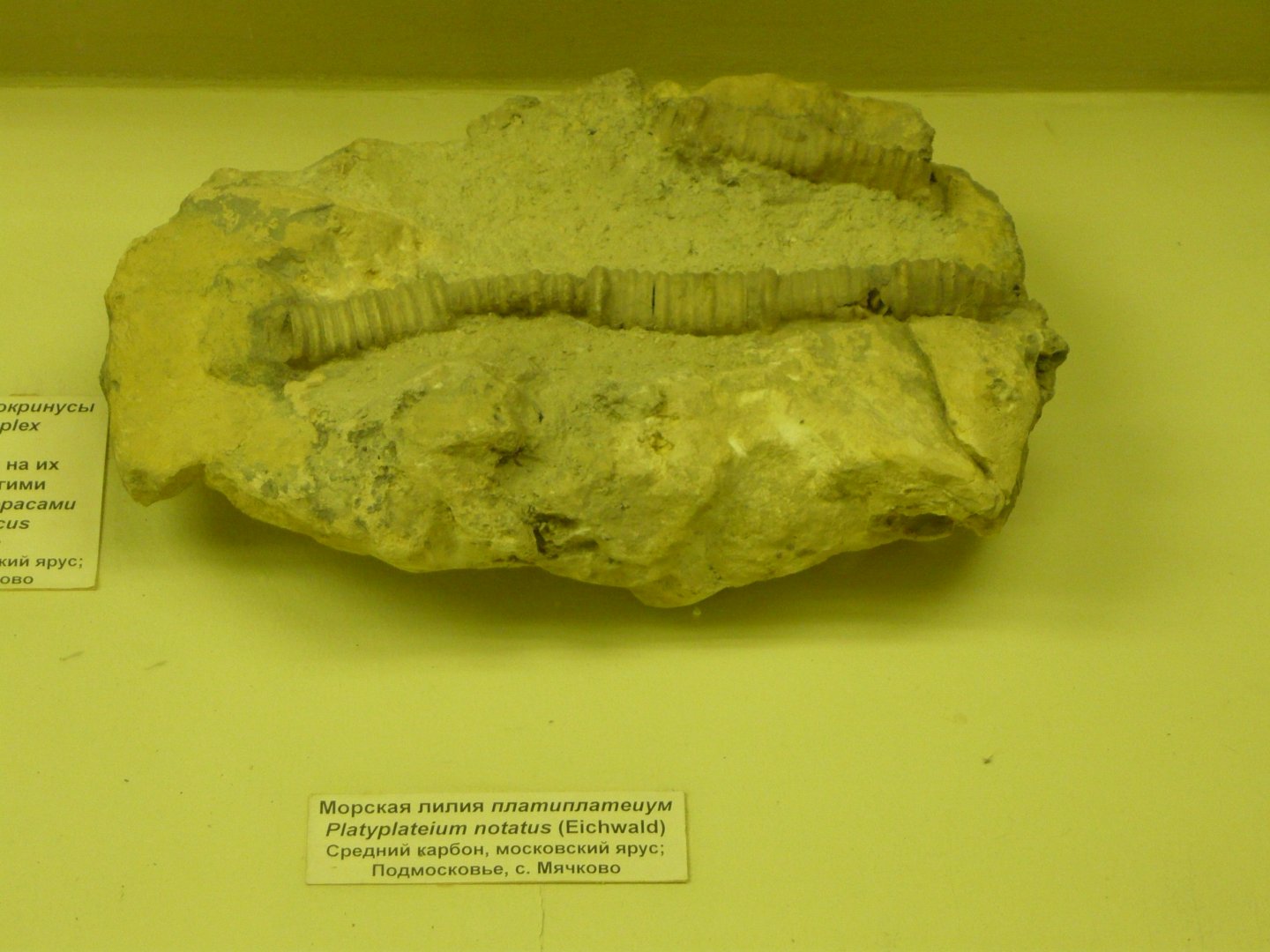 Platyplateium notatus