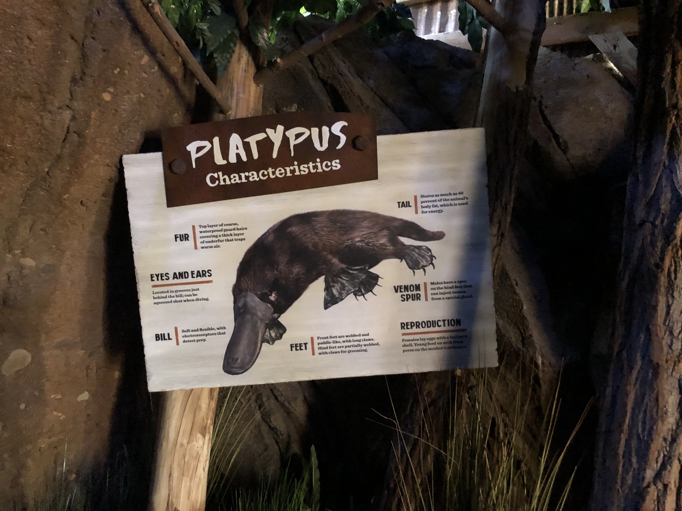Platypus anatomy signage