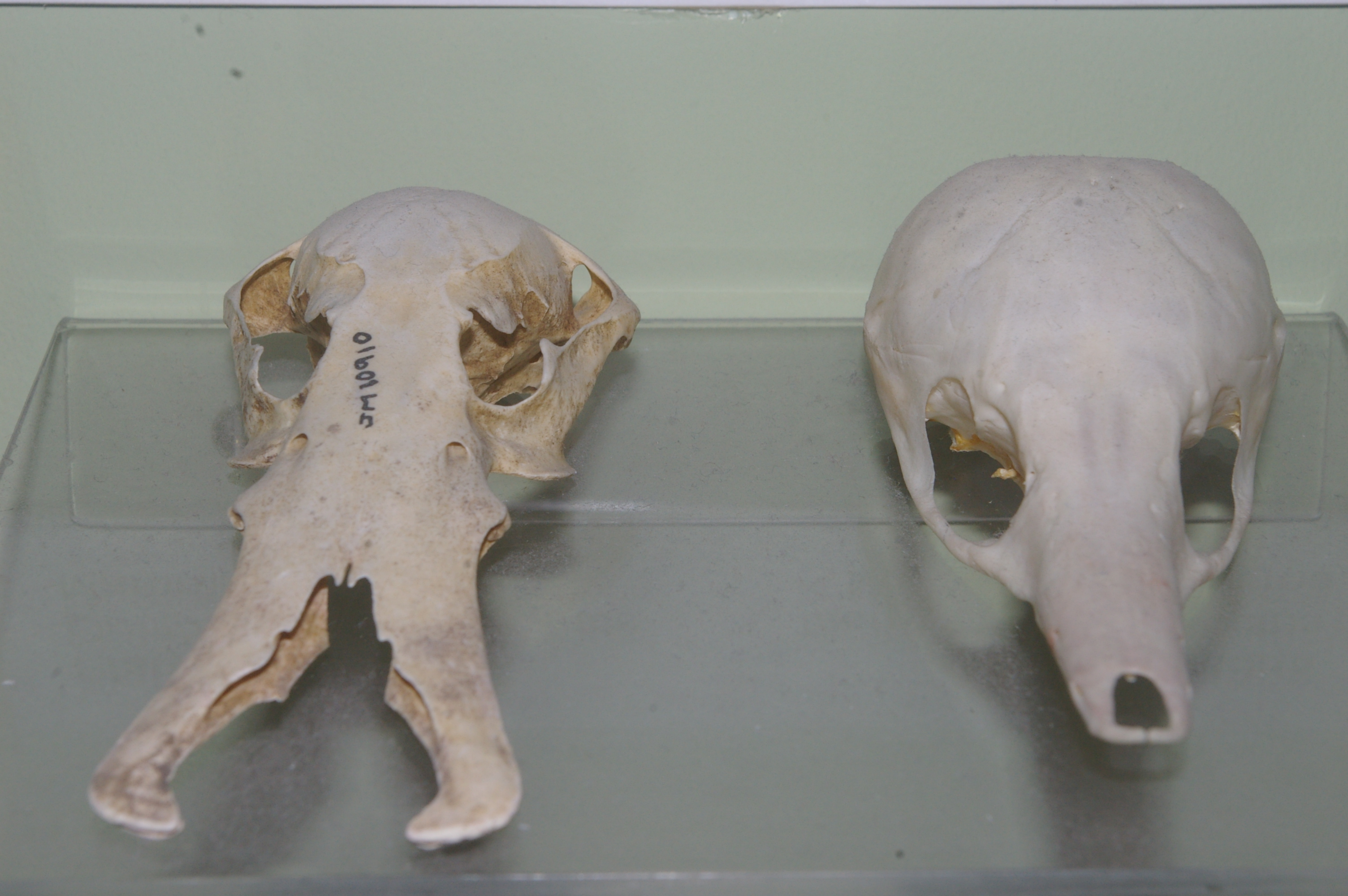 Platypus and Echidna skull comparison