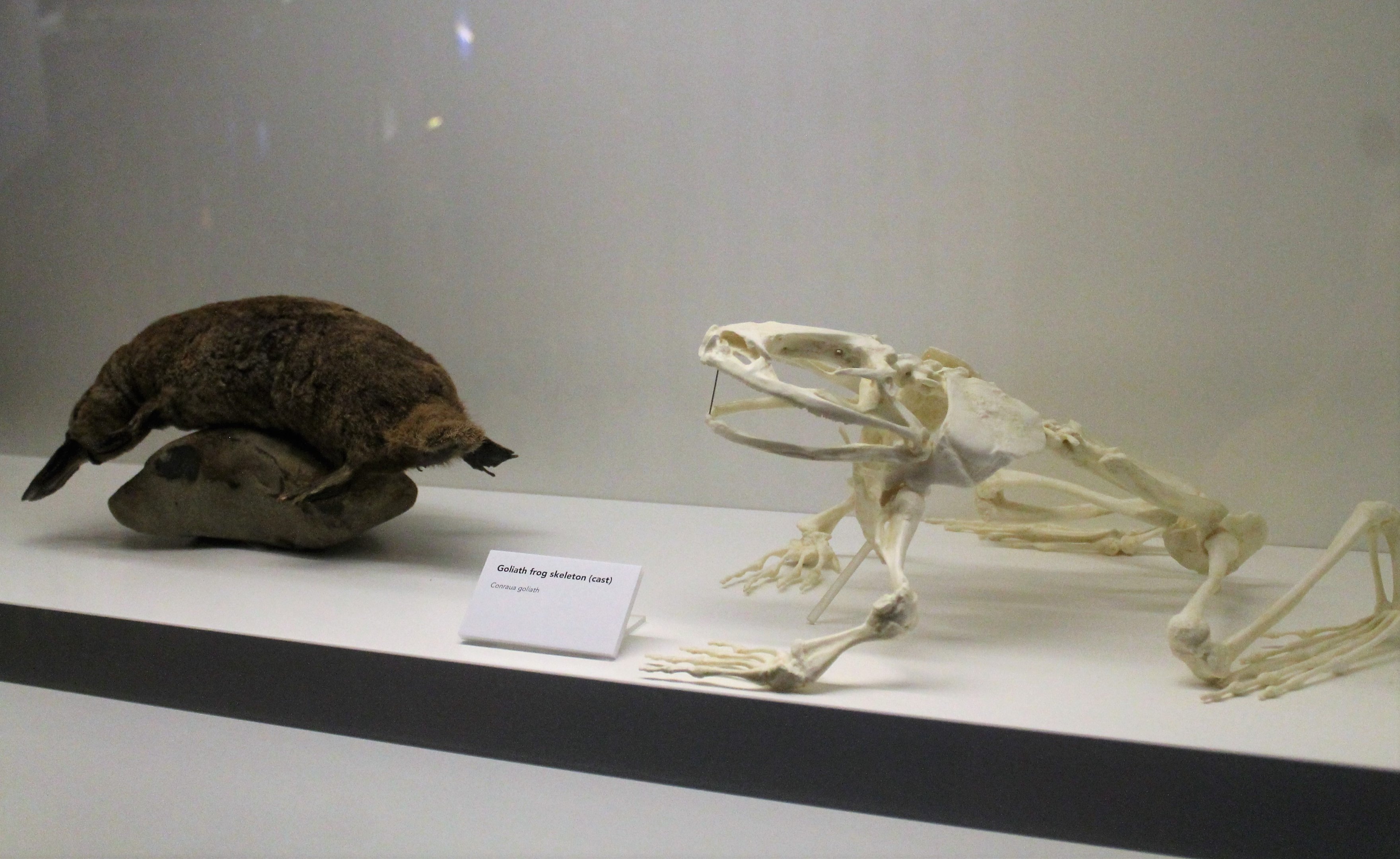 Platypus and Goliath Frog, Otago Museum