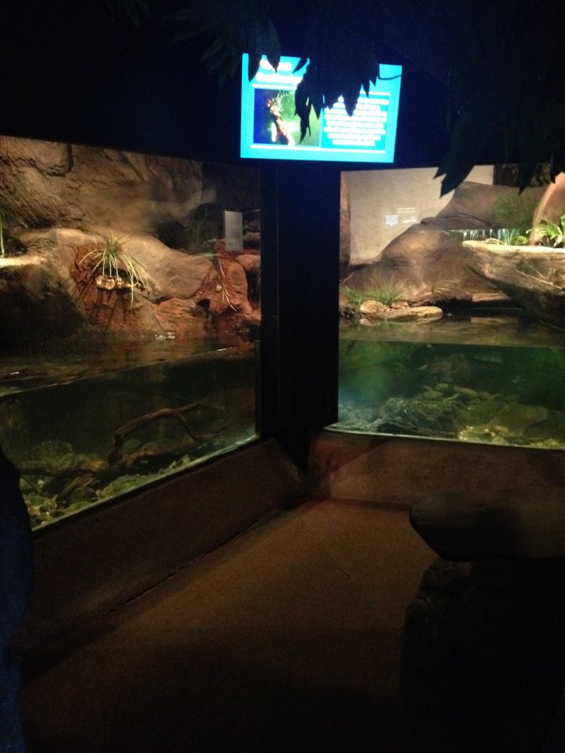 Platypus enclosure