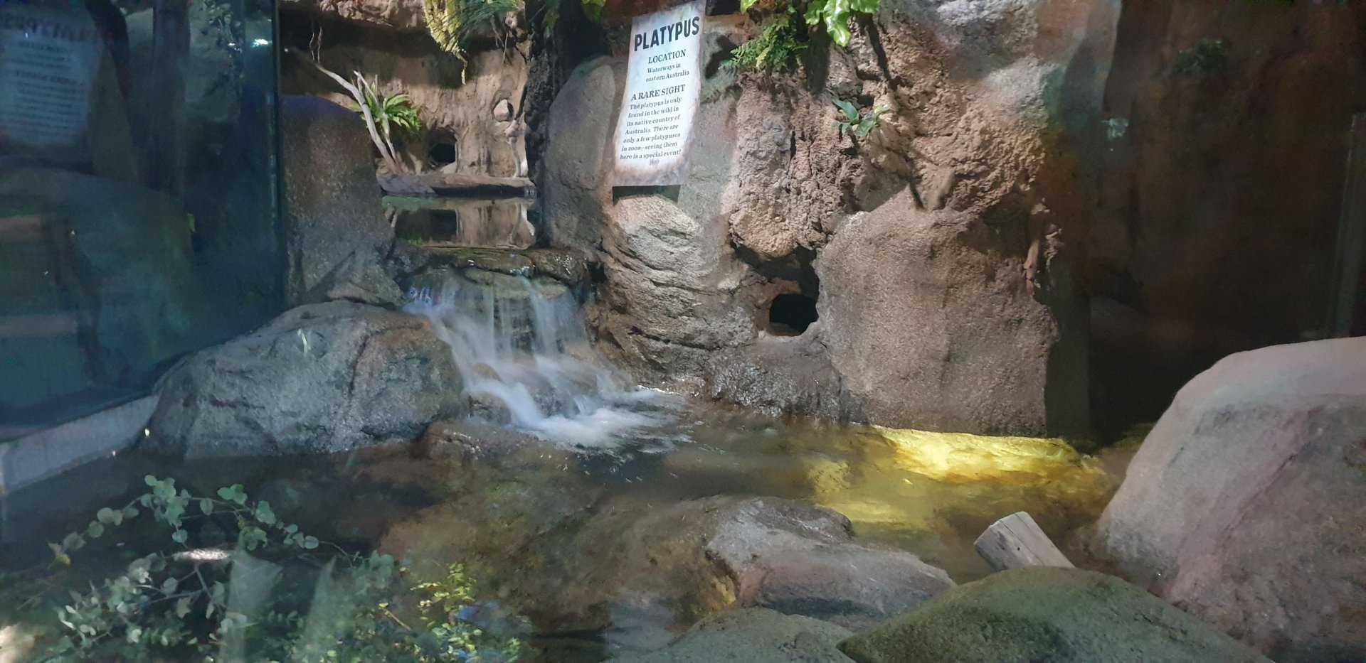 Platypus exhibit