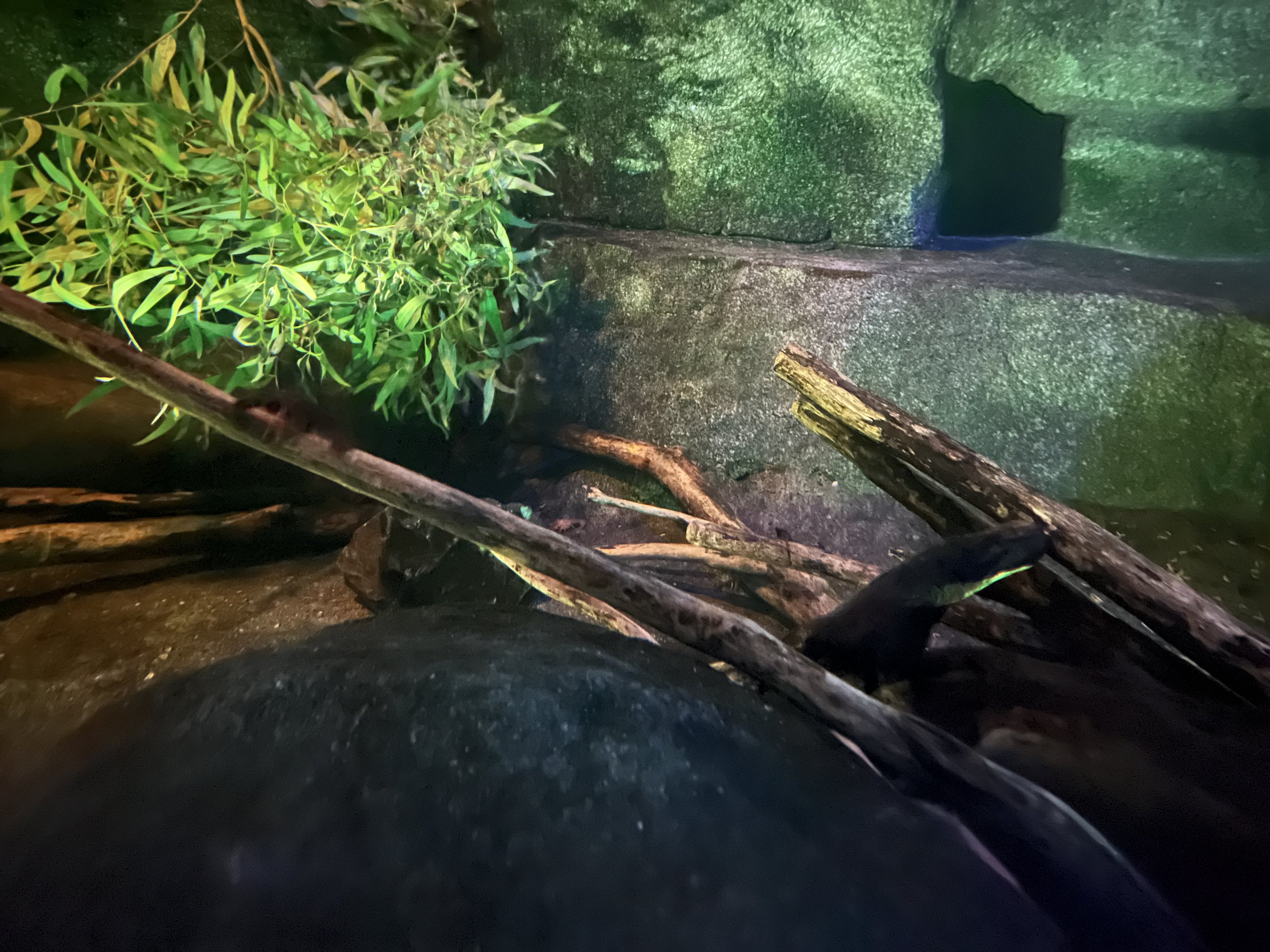 Platypus exhibit