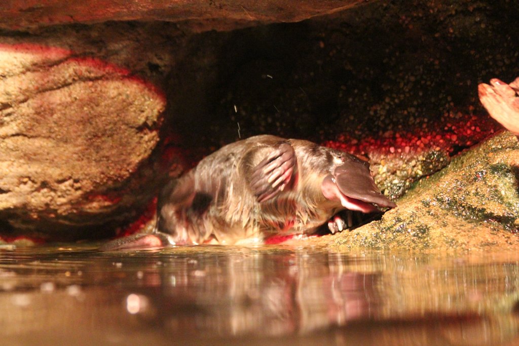 Platypus having a scratch