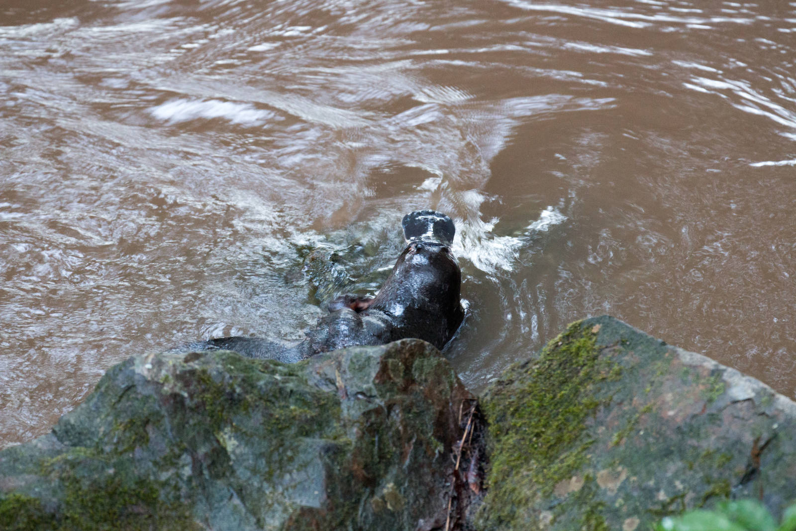 Platypus having a scratch