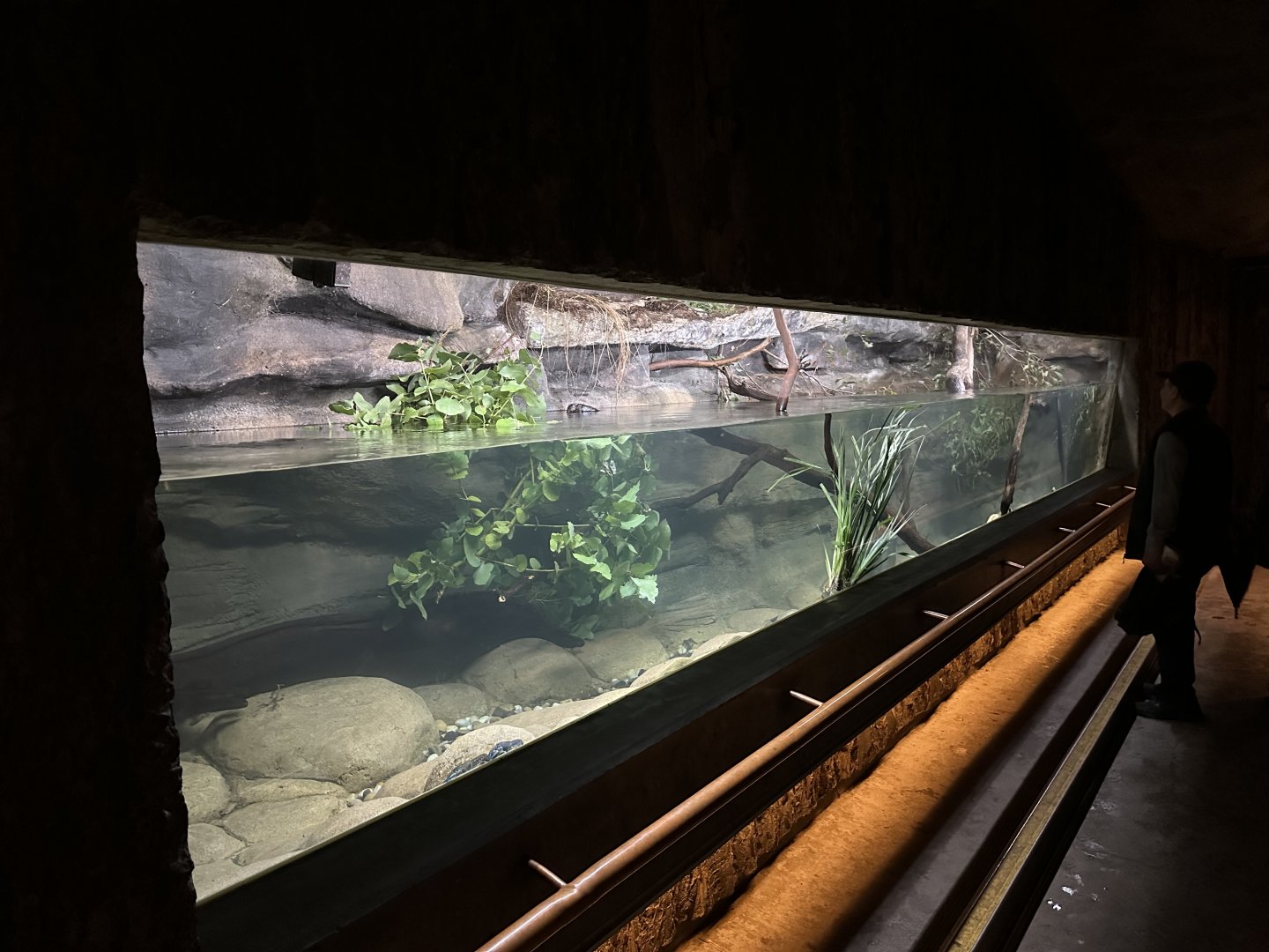 Platypus House (Underwater Viewing Window)