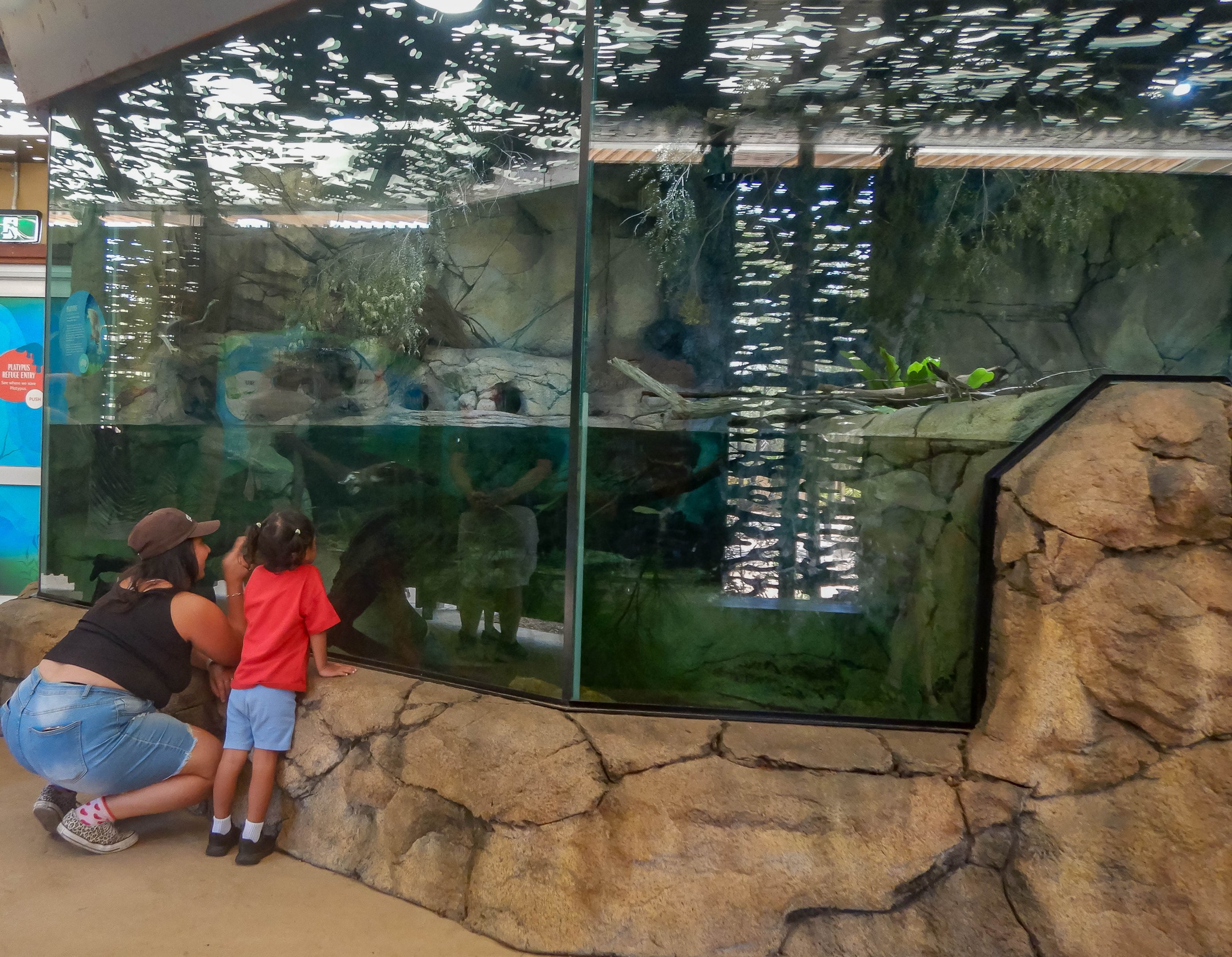 Platypus HQ Display tank