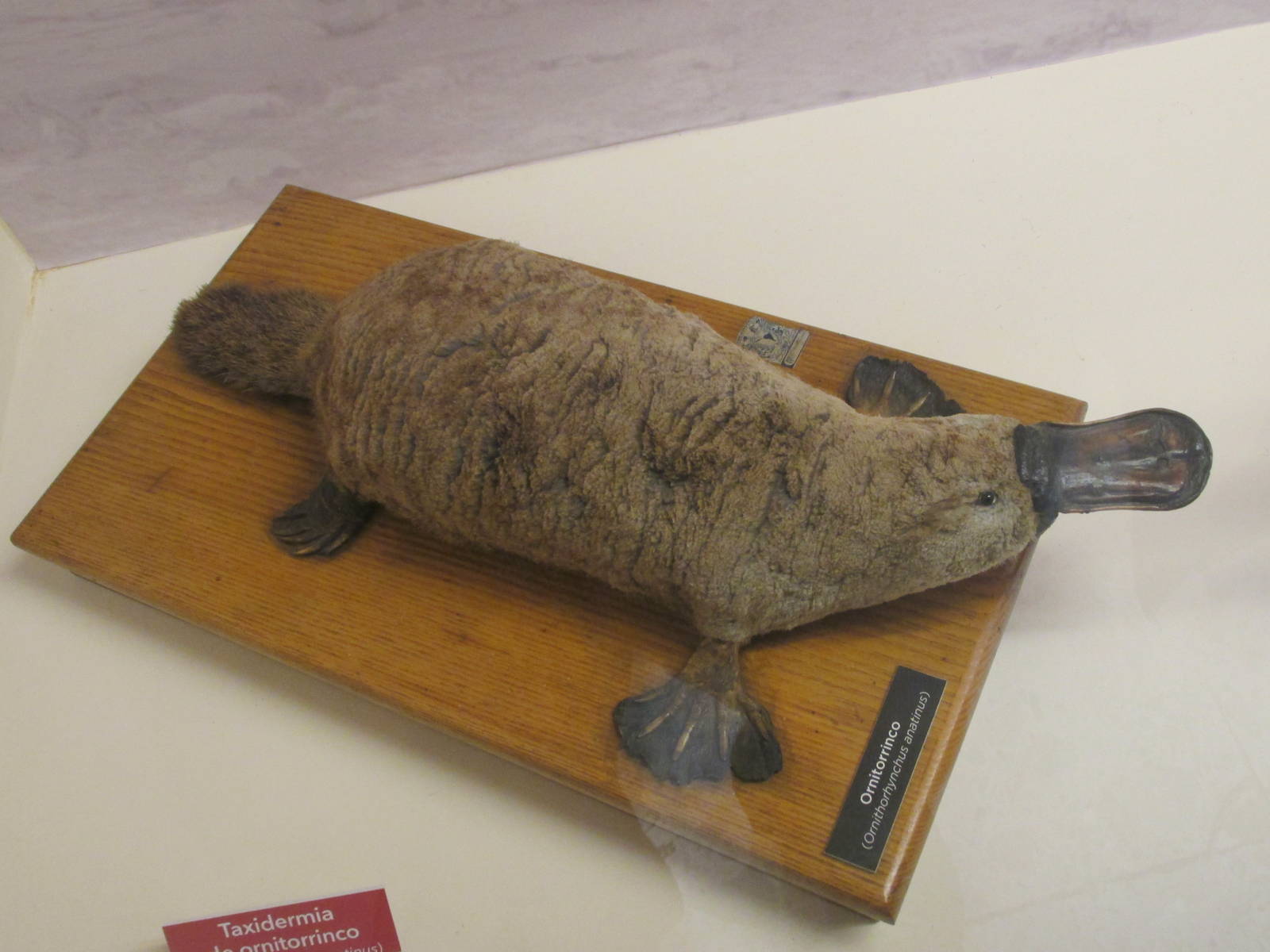 platypus museo de historia natural