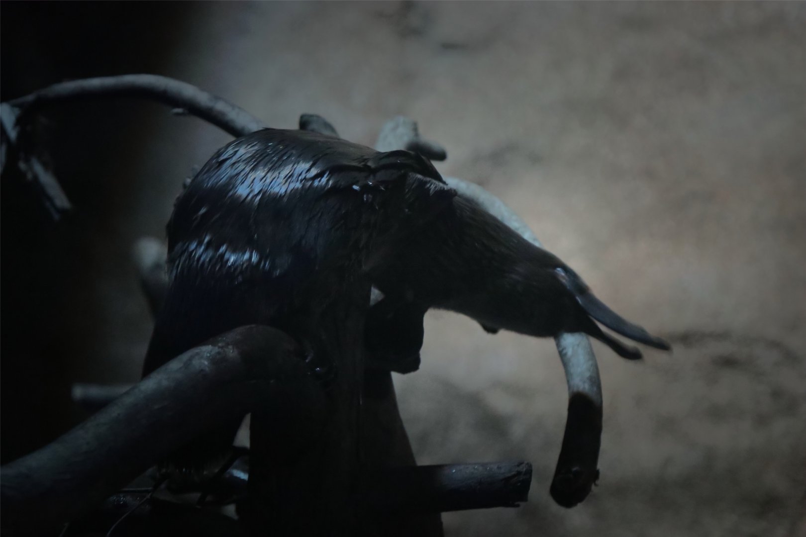 Platypus on a branch