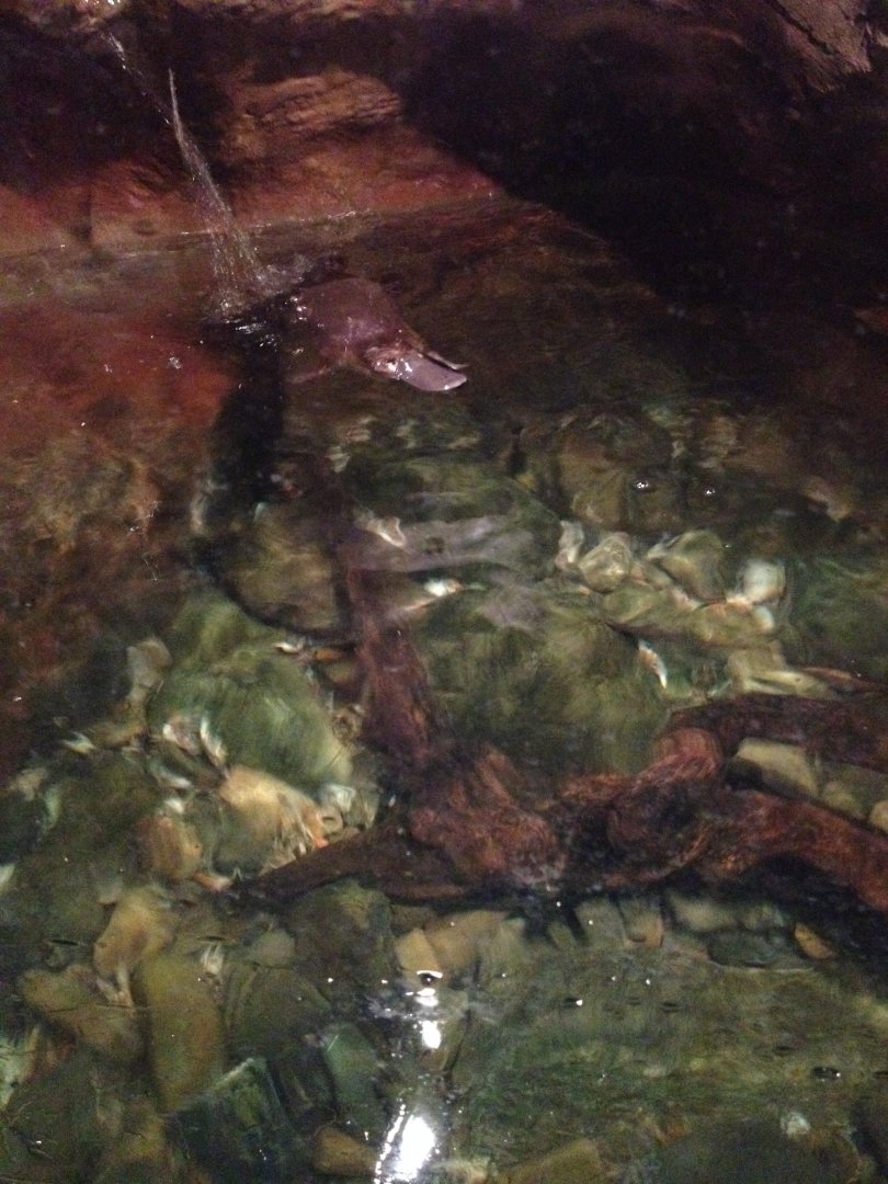 Platypus (Ornithorhynchus anatinus)