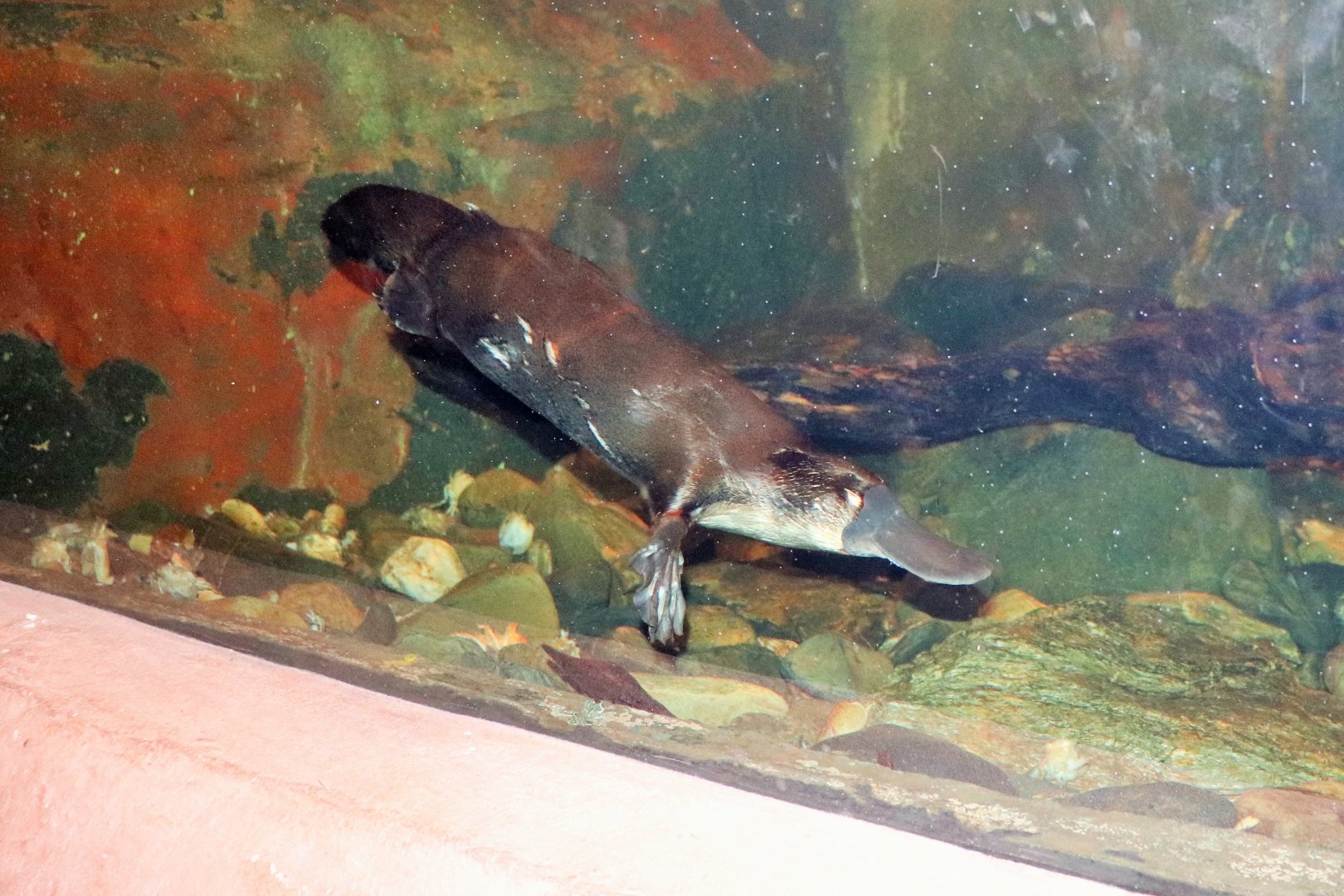 Platypus (Ornithorhynchus anatinus)