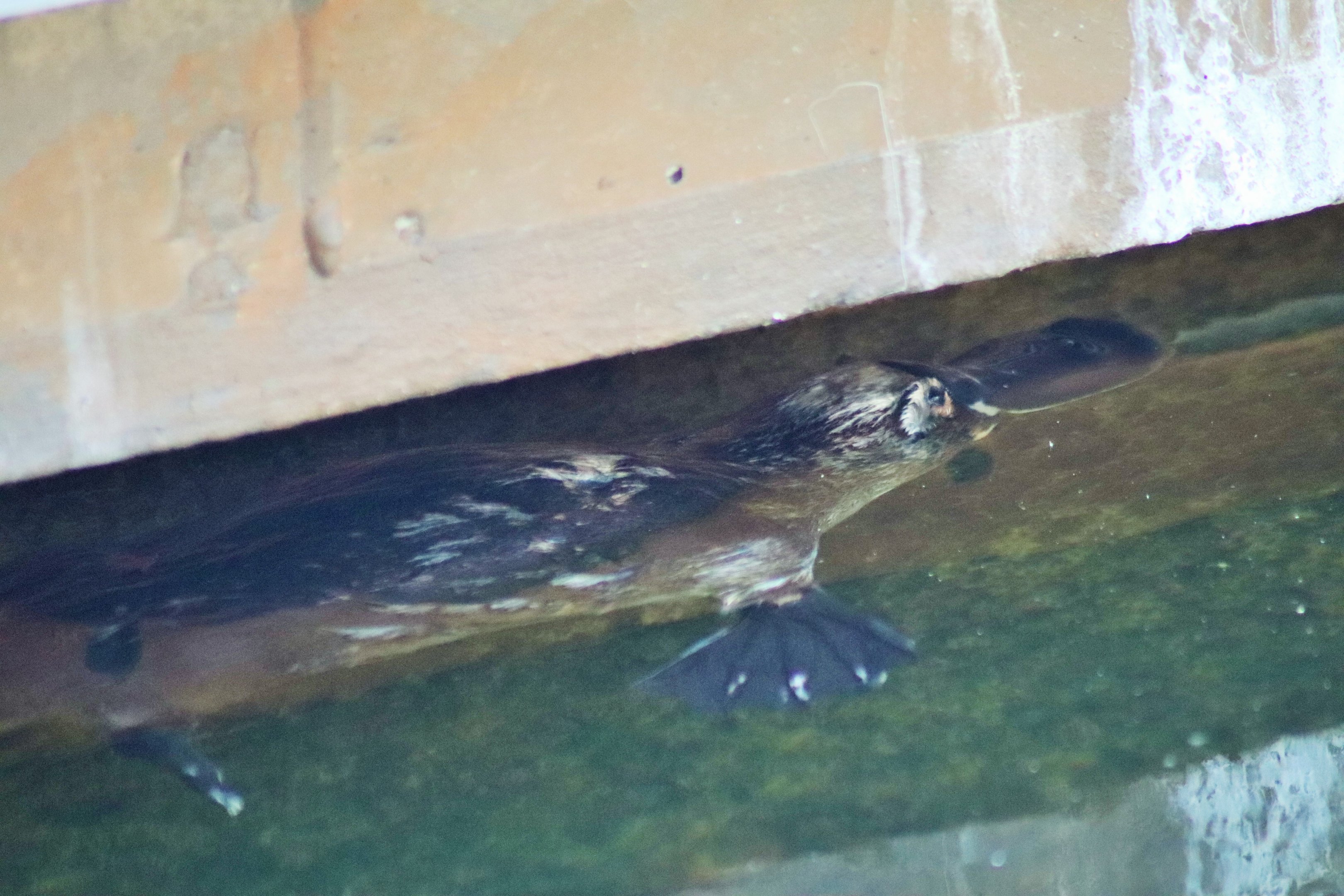 Platypus (Ornithorhynchus anatinus)