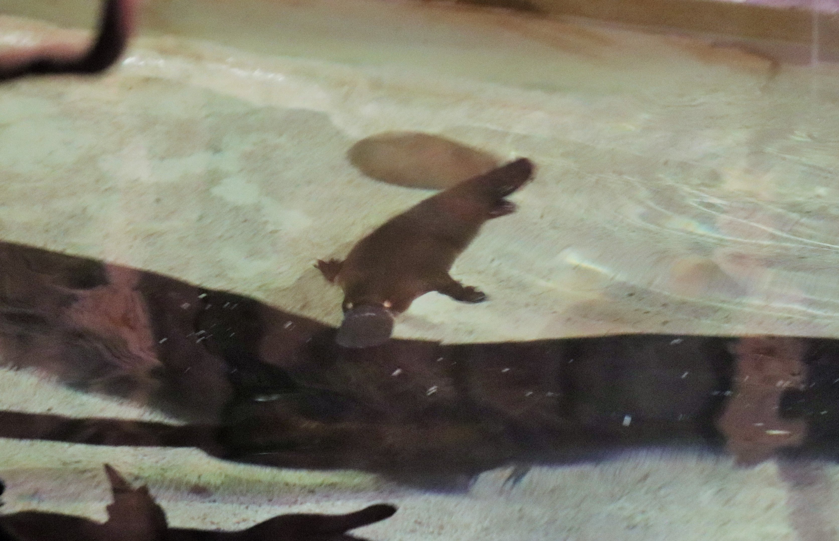 Platypus (Ornithorhynchus anatinus)