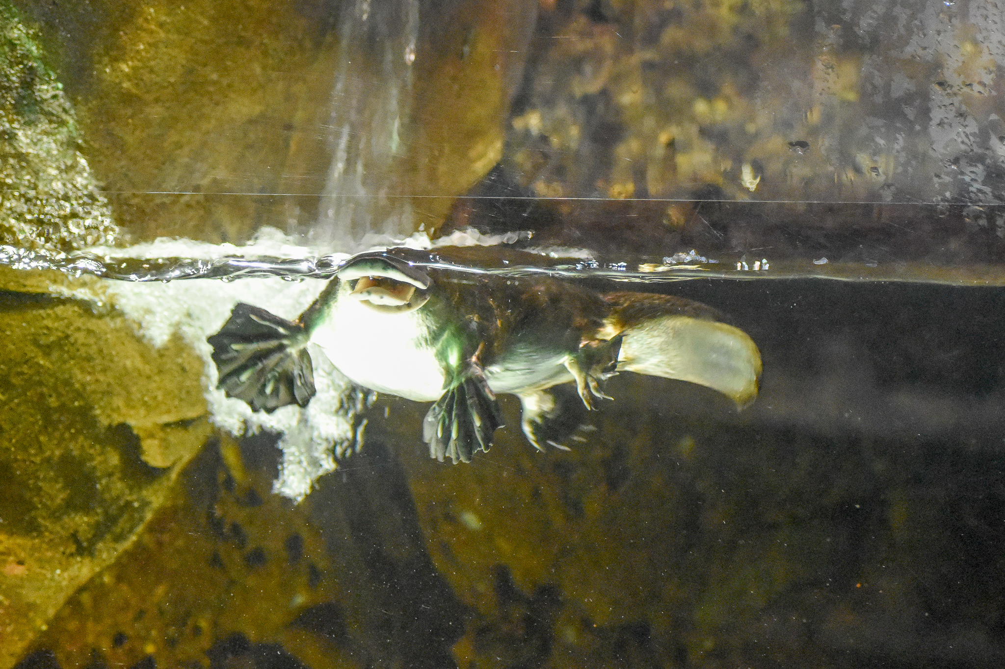 Platypus (Ornithorhynchus anatinus)