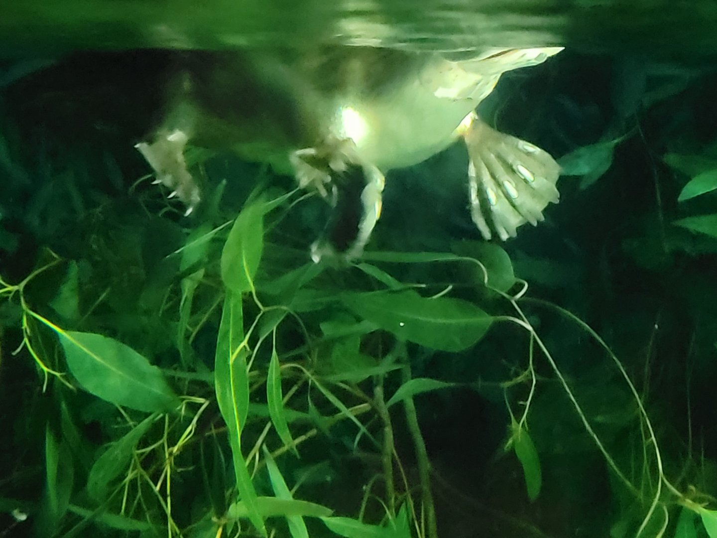 Platypus(Ornithorhynchus anatinus)