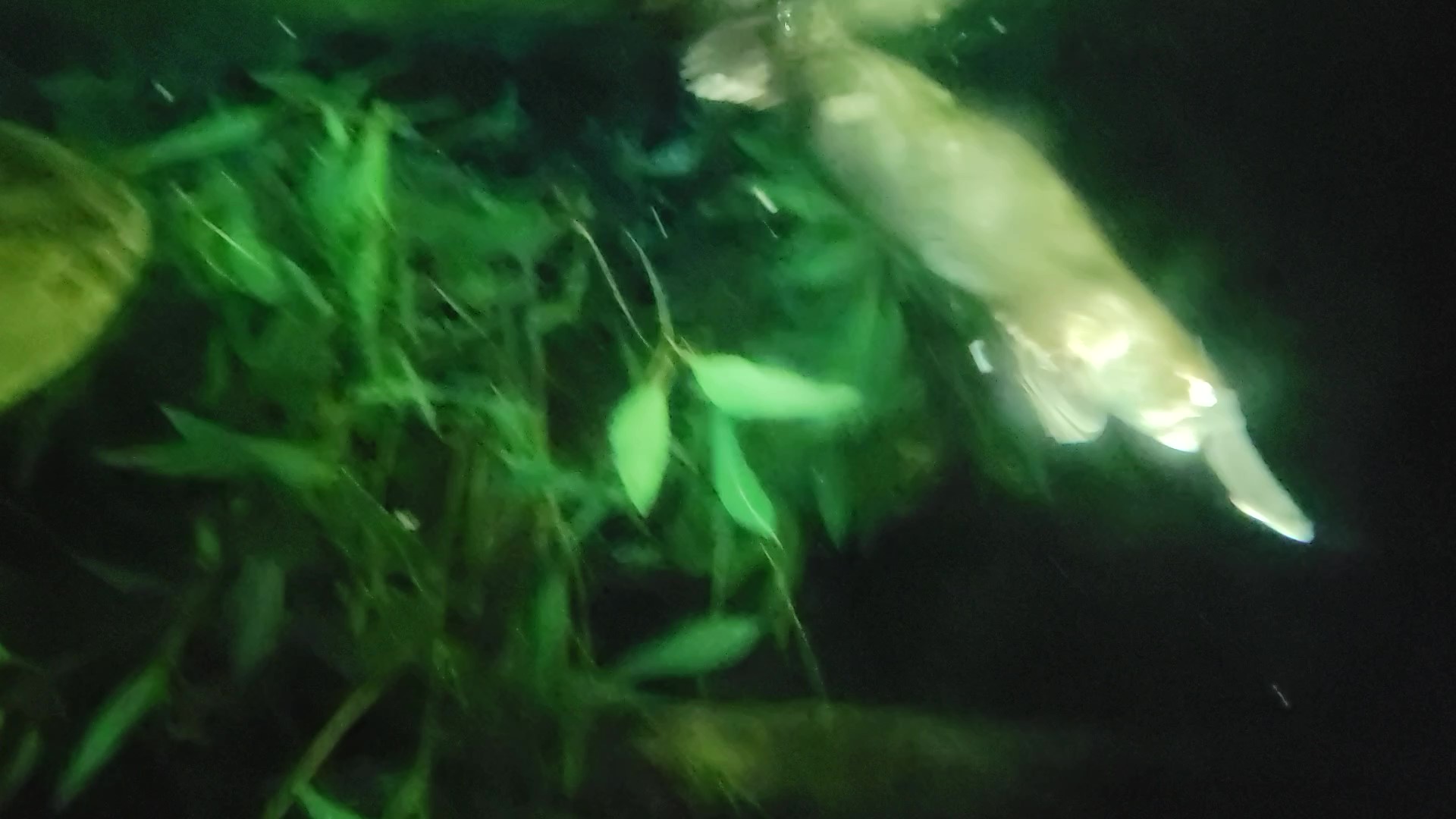 Platypus(Ornithorhynchus anatinus)