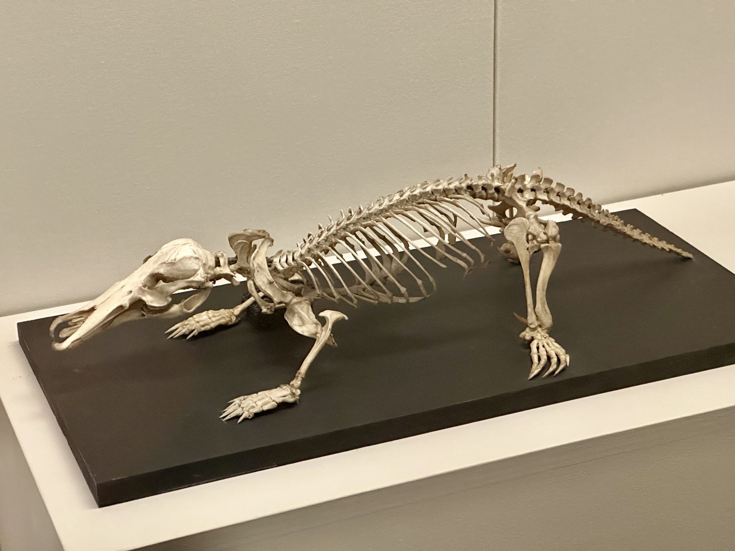 Platypus (Ornithorhynchus anatinus)