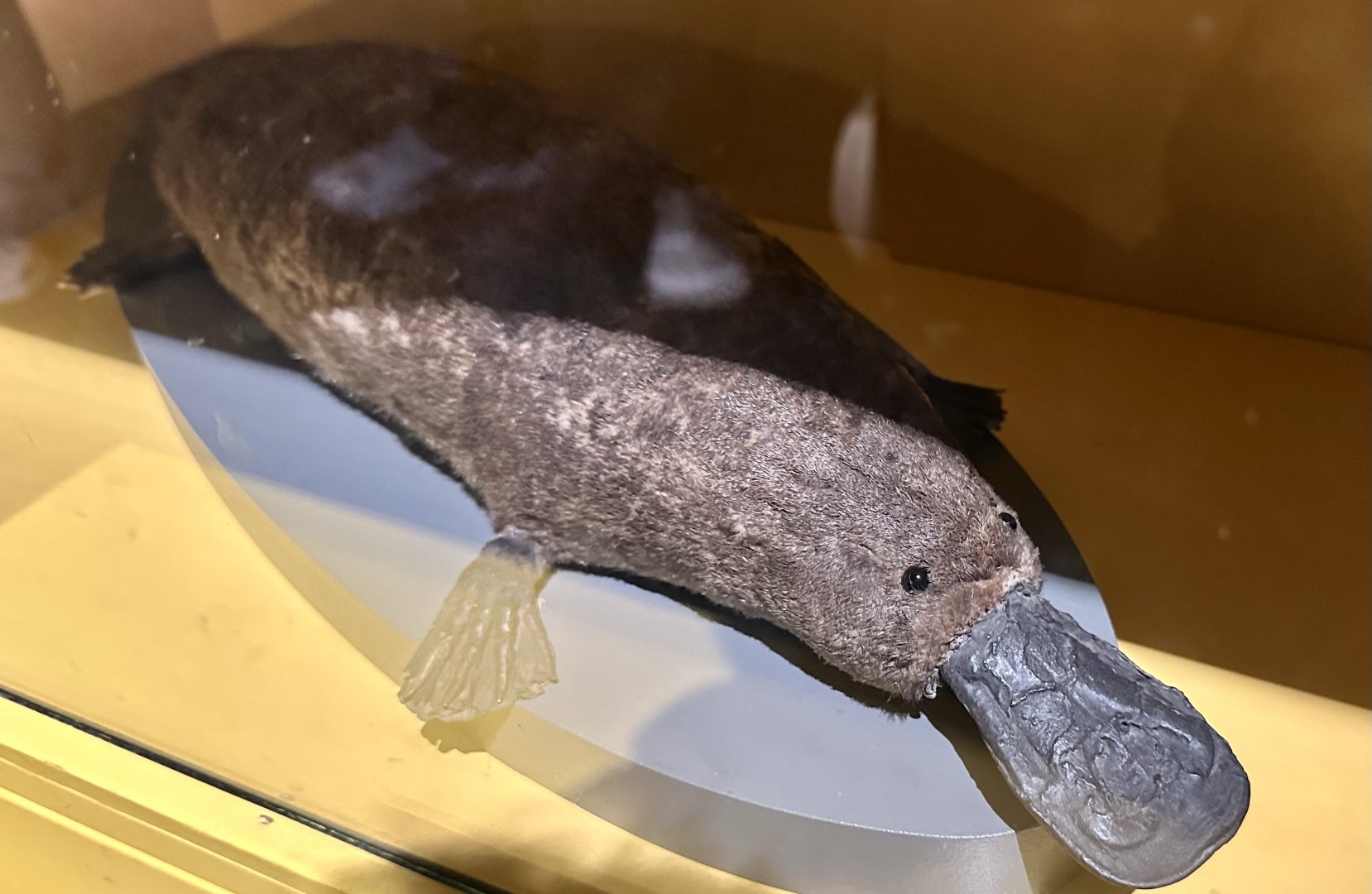 Platypus (Ornithorhynchus anatinus)