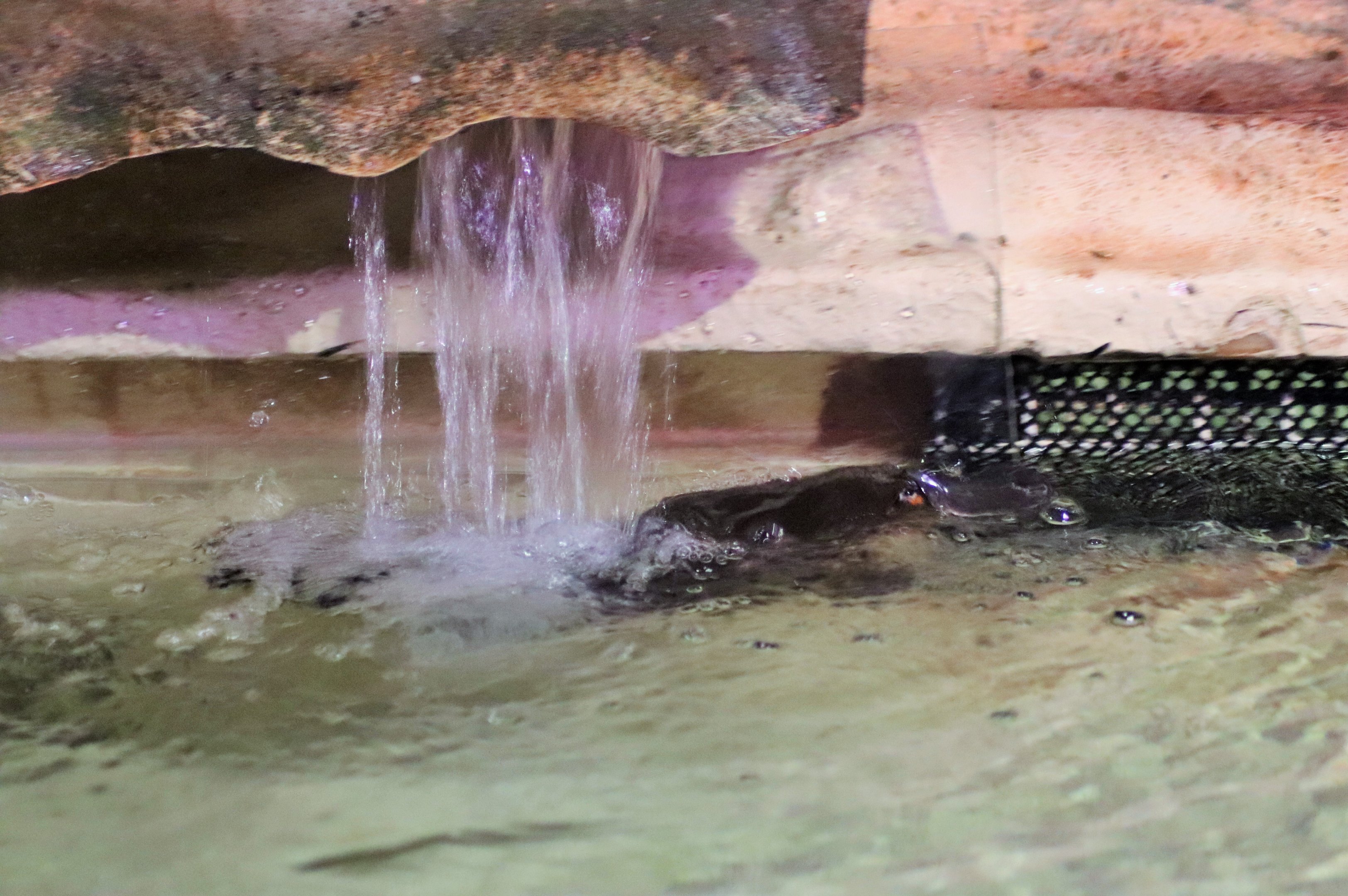 Platypus Playing in the Waterfall