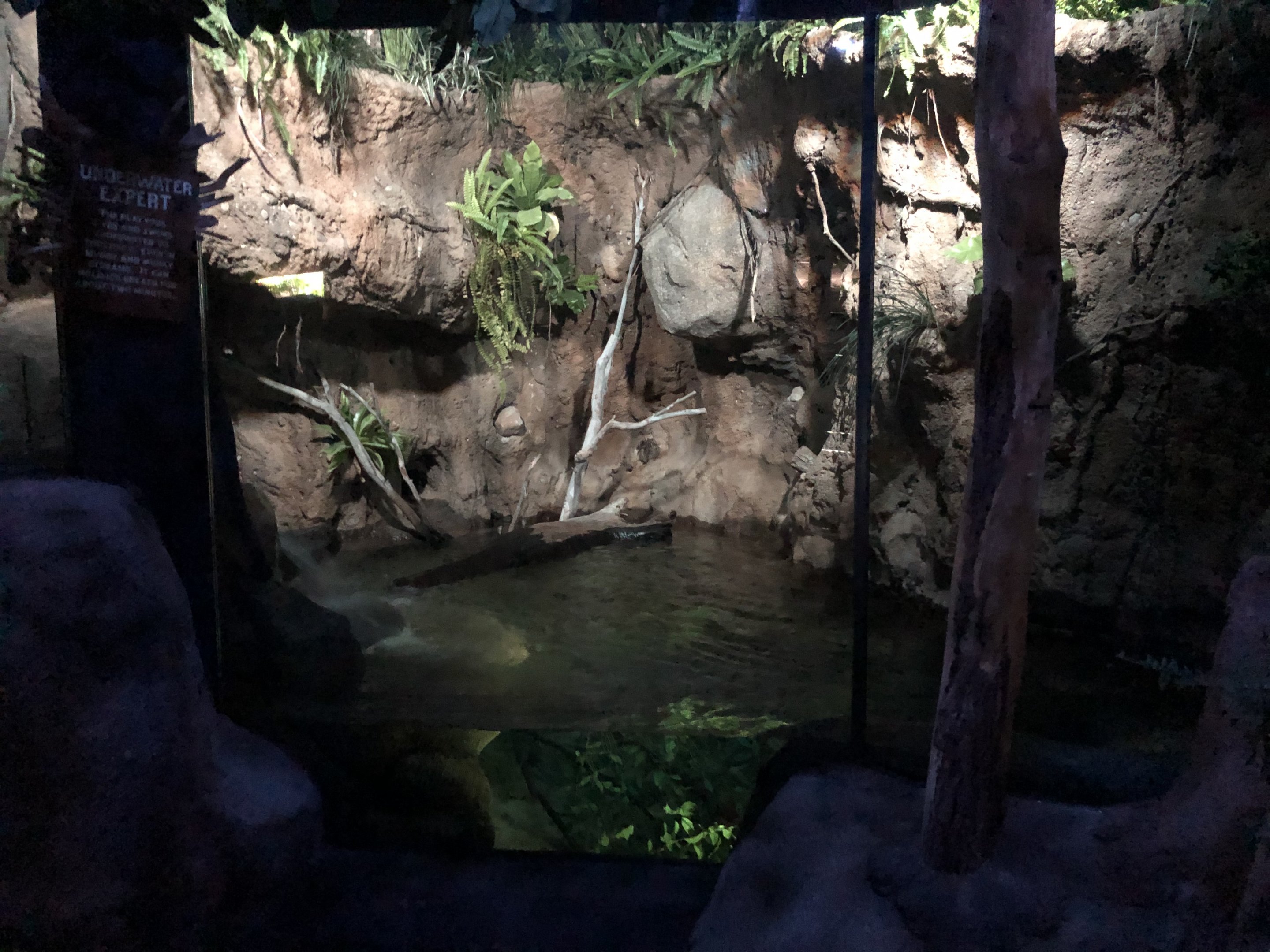 Platypus pool #2