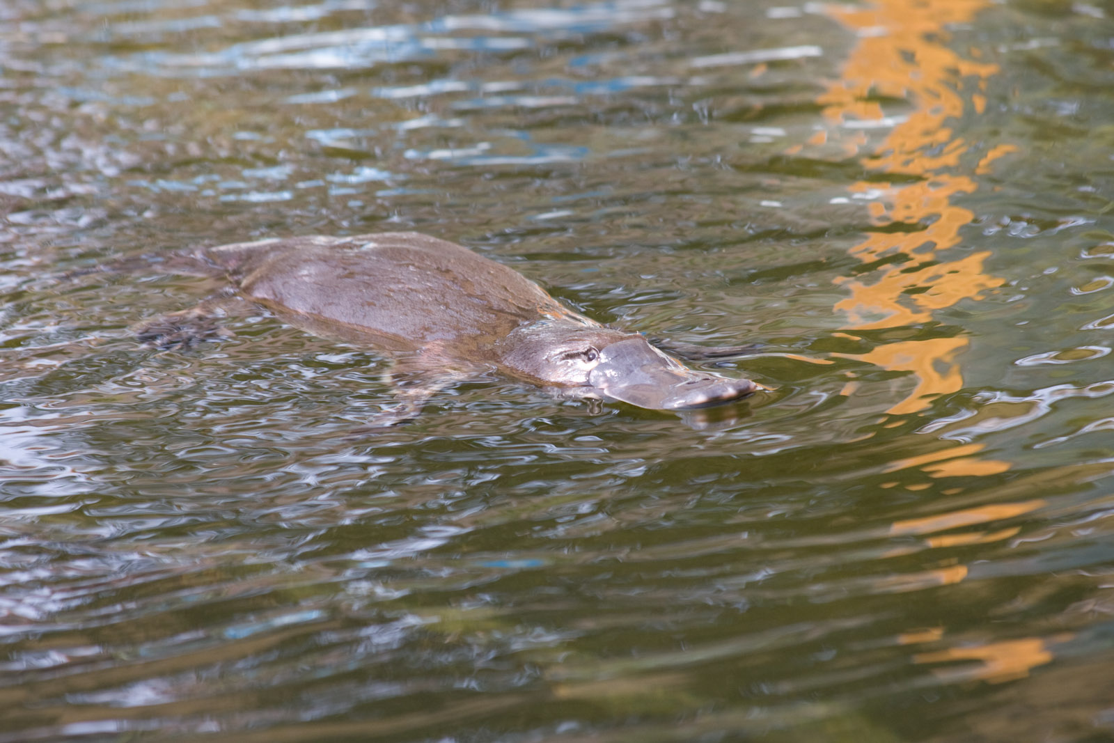 Platypus - Sep 2008