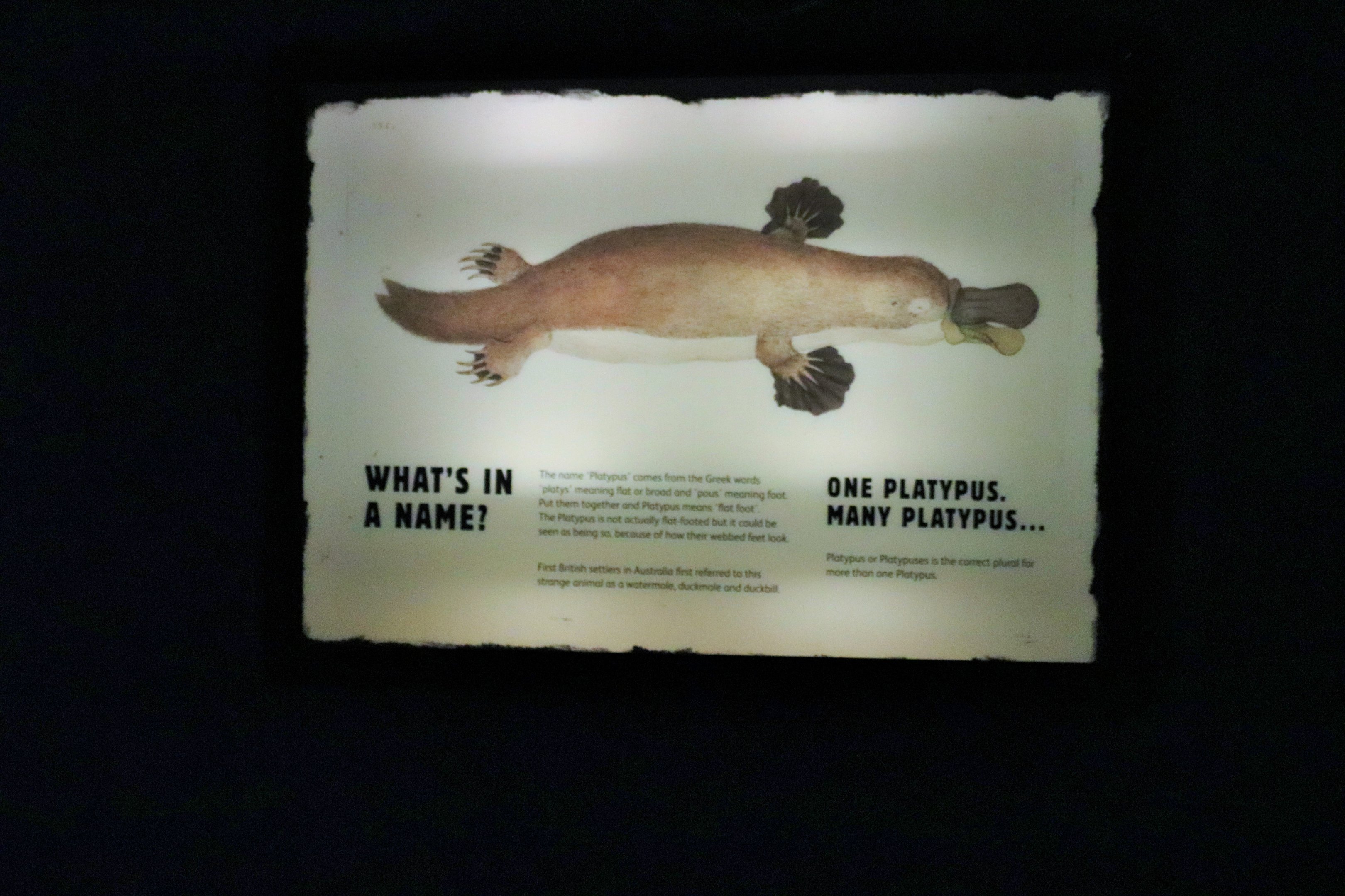 Platypus Sign