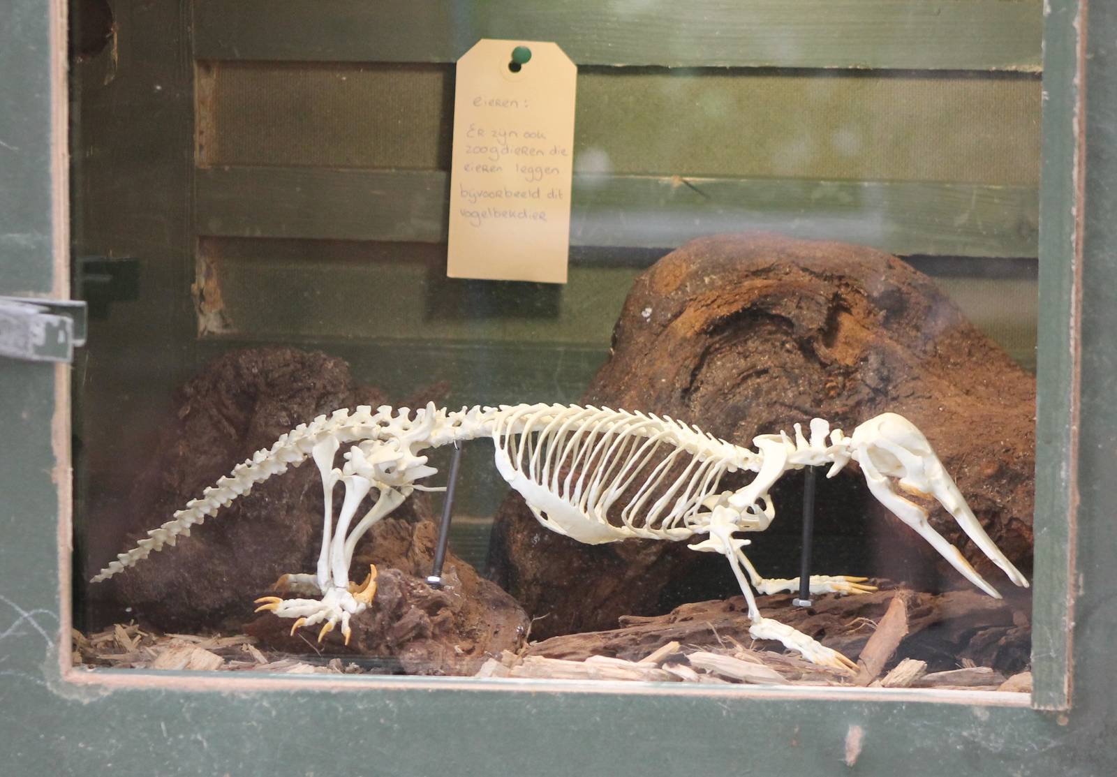 Platypus skeleton