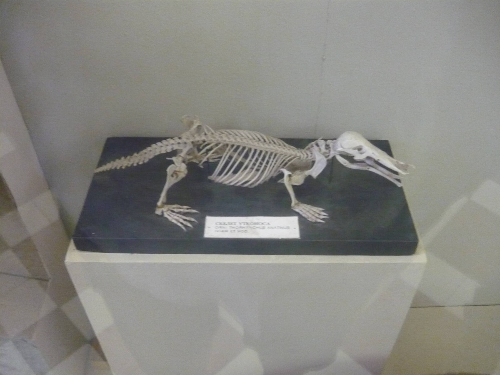 Platypus skeleton