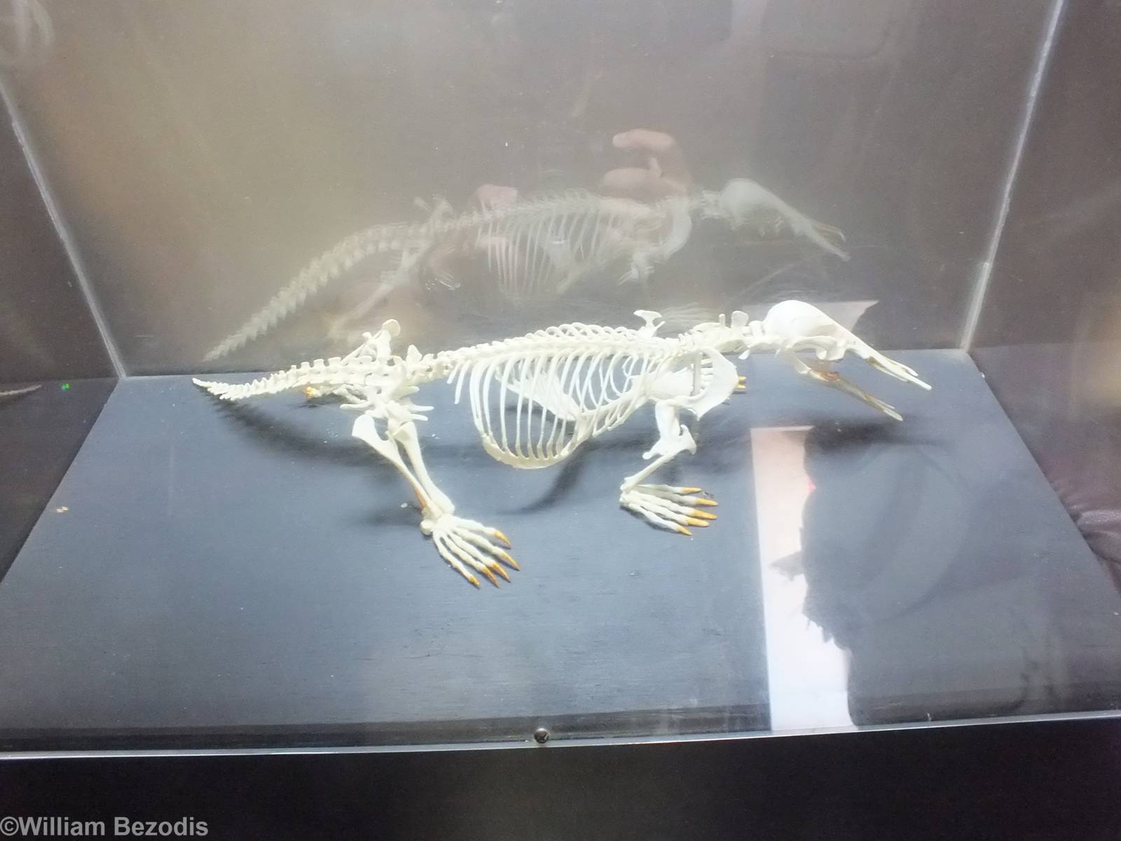 Platypus Skeleton