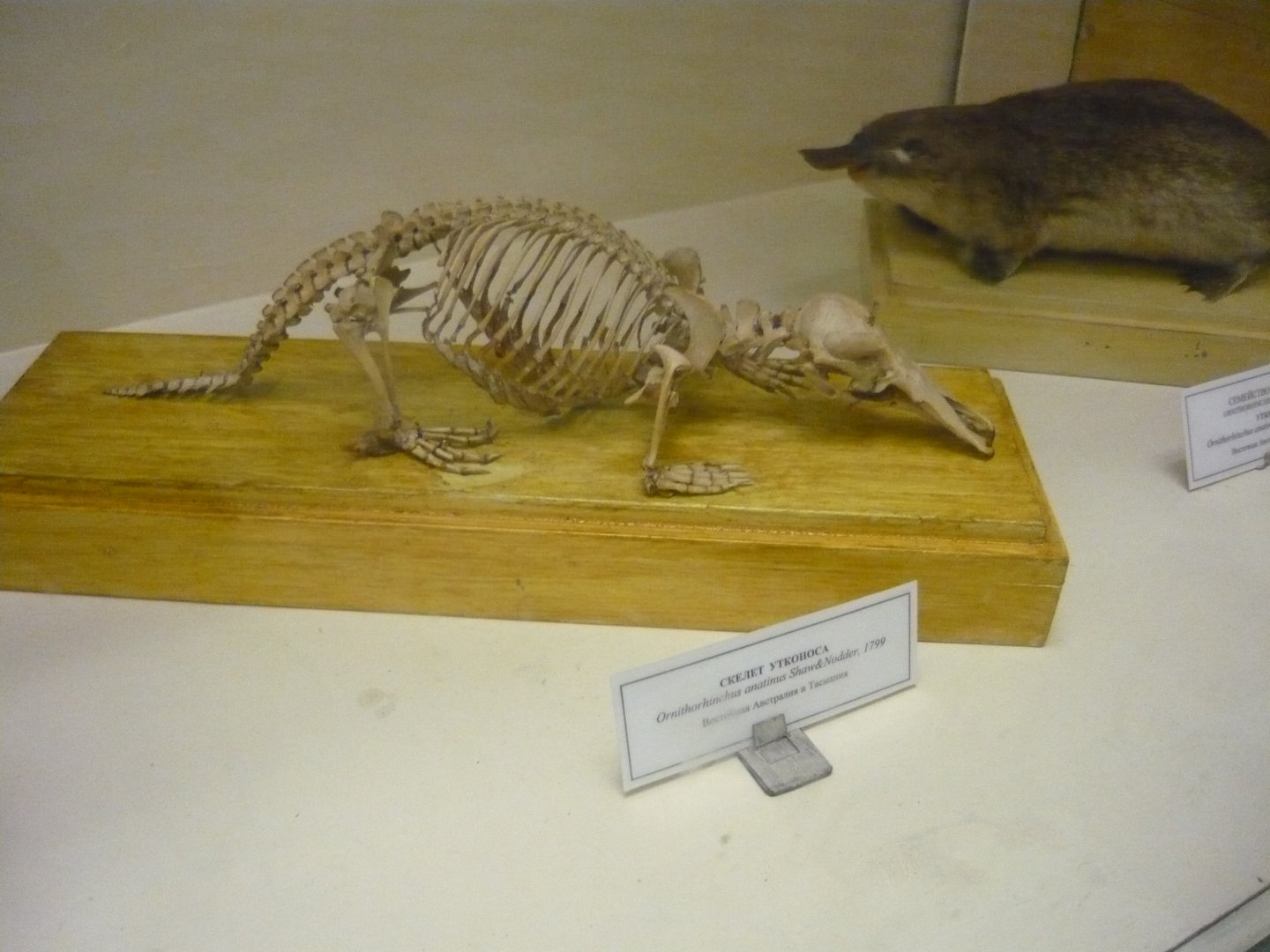 Platypus skeleton