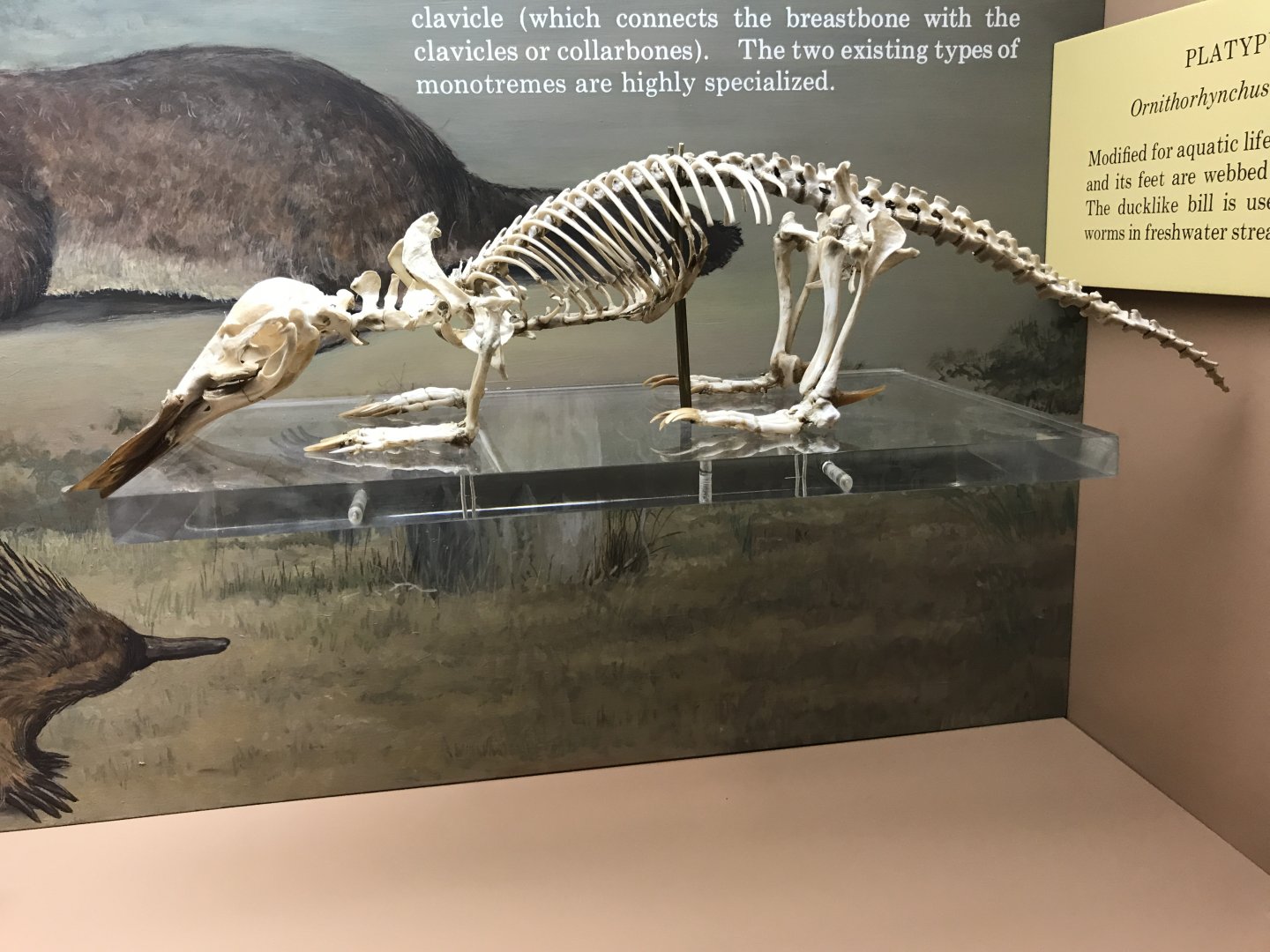 Platypus Skeleton
