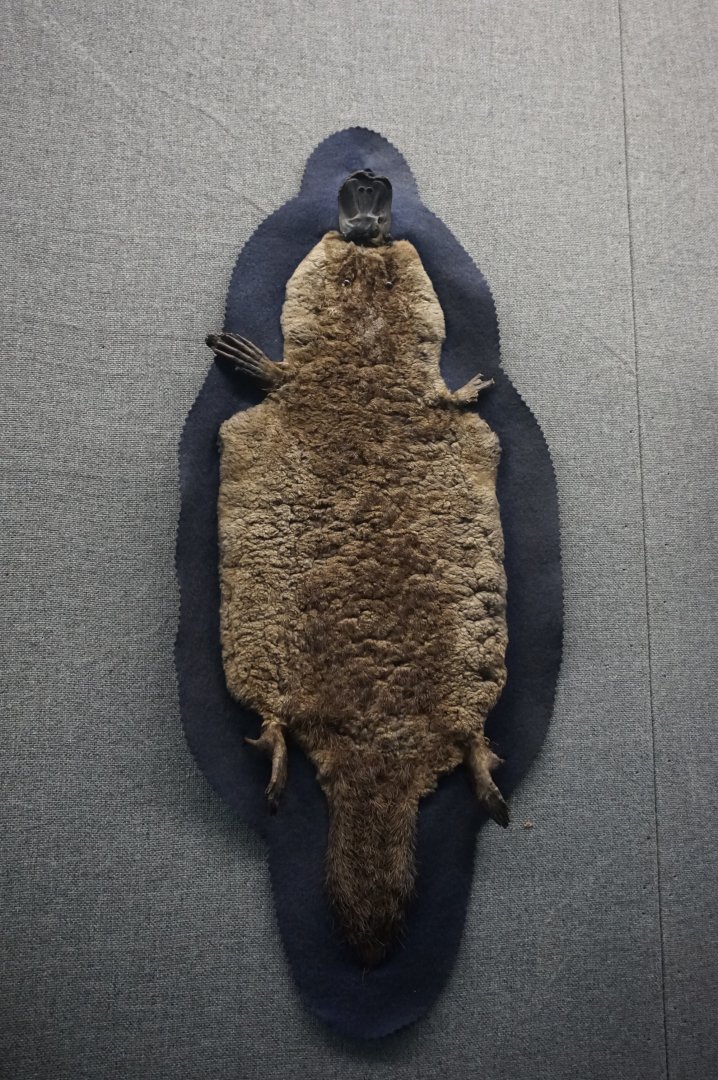Platypus skin
