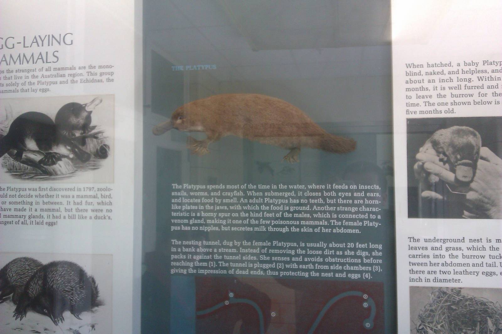Platypus-Small Mammal House