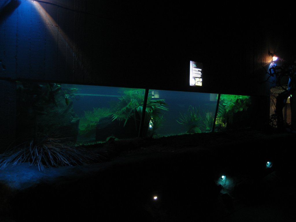 Platypus Tank