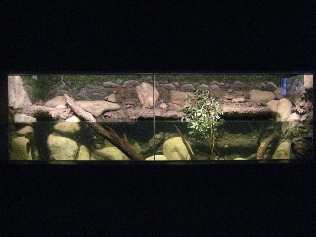 Platypus Tank