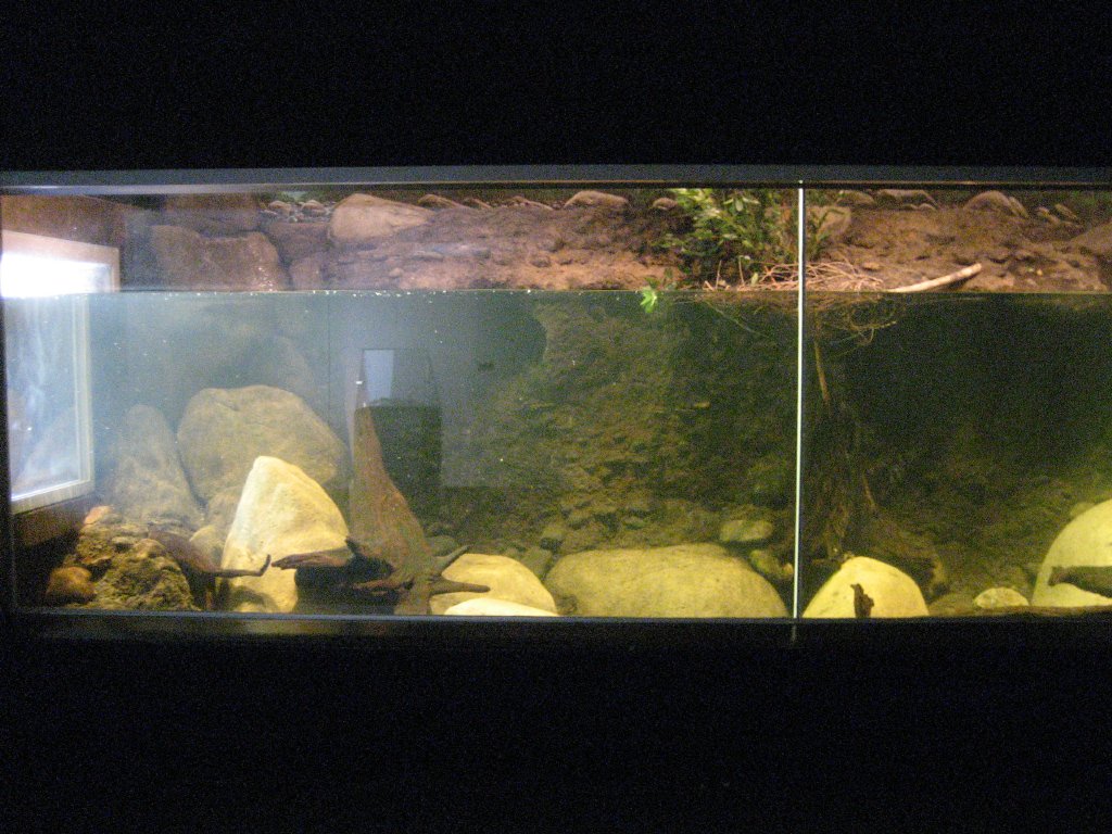 Platypus Tank
